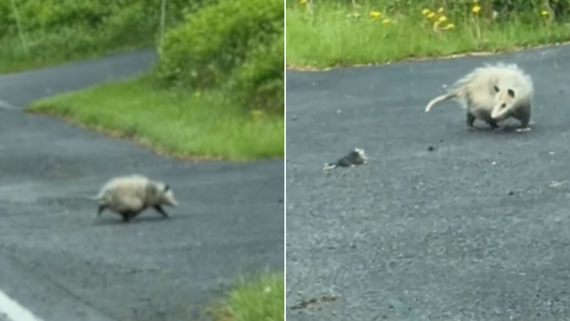 opossum mom and baby crossing road