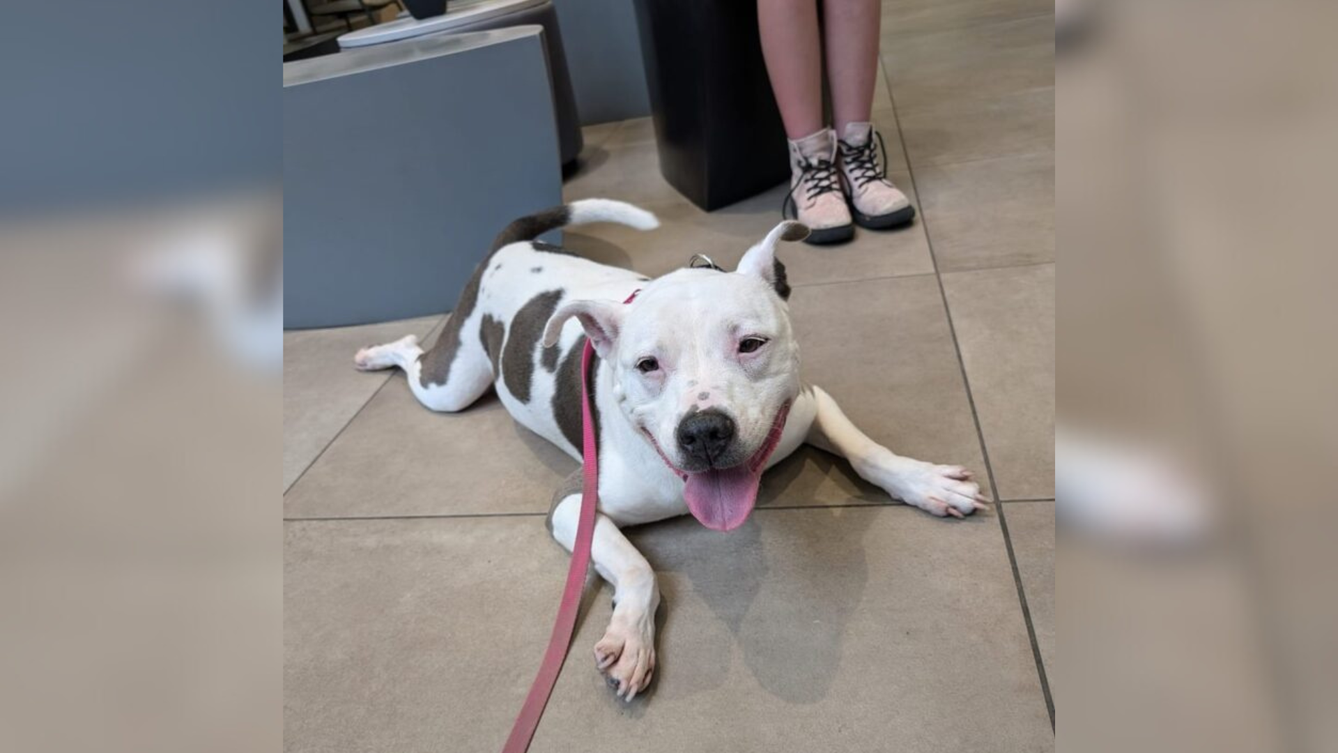 white dog lying on floor