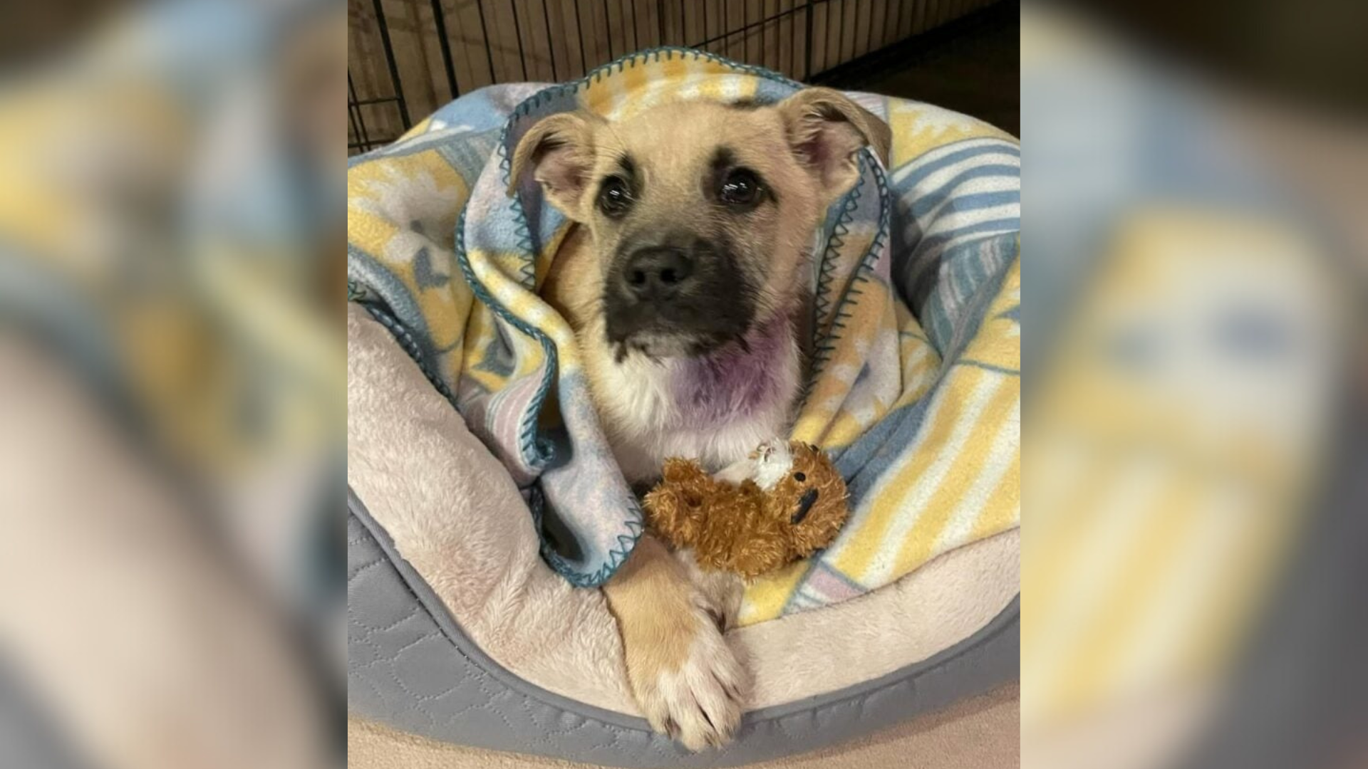 dog sitting in dog bed