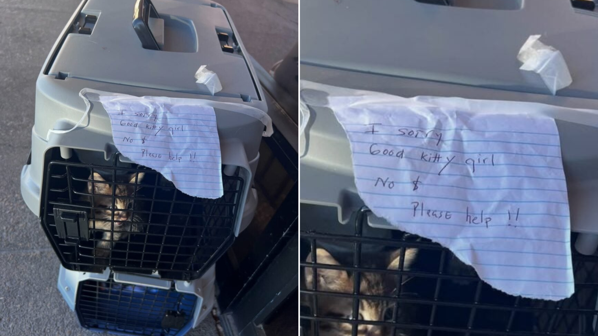 crate with cats and a note