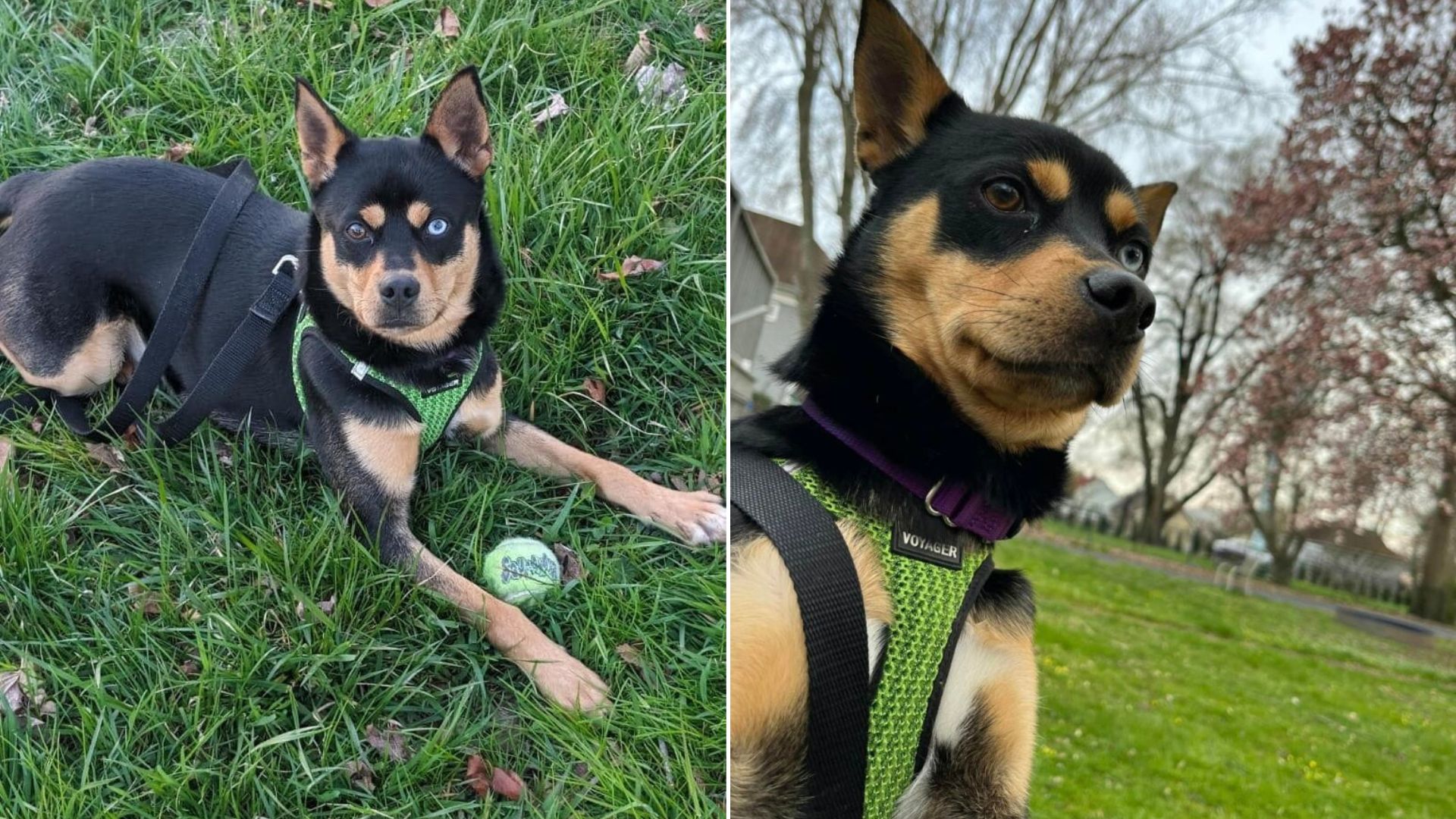 black dog laying down