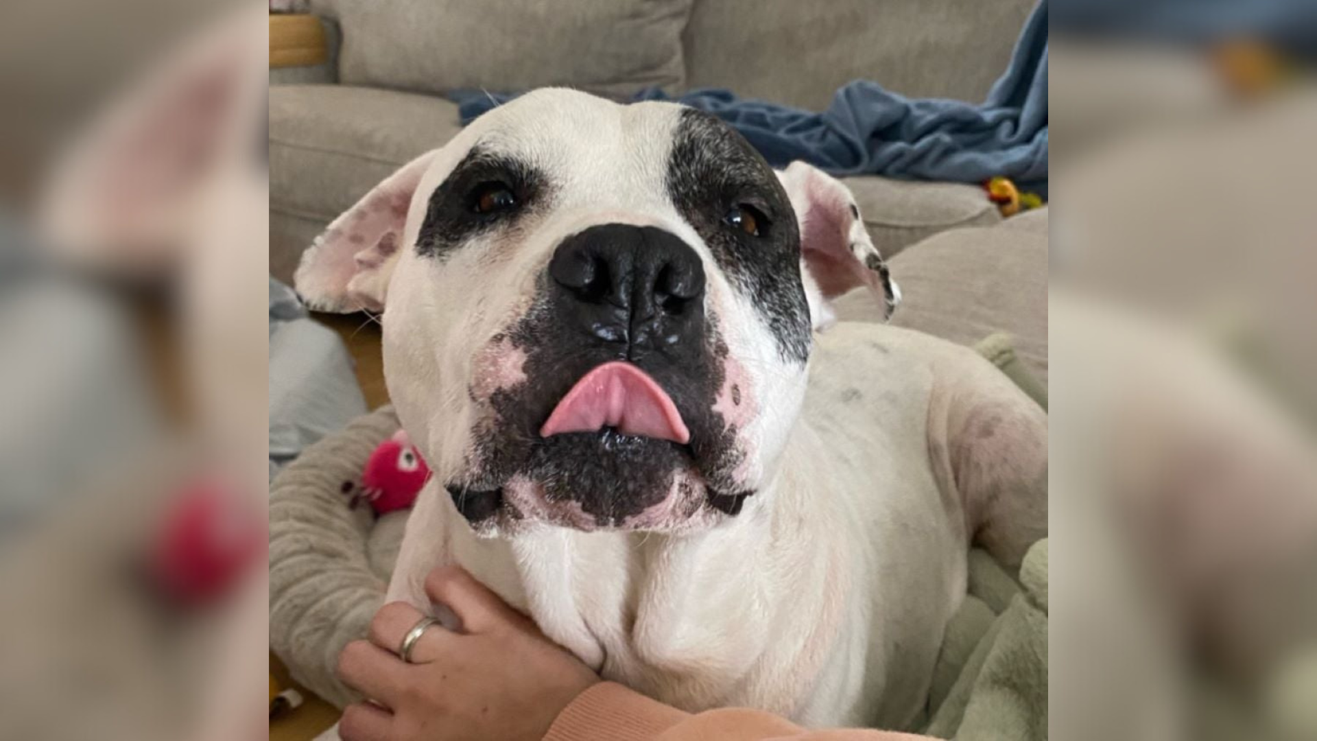 white dog with black markings