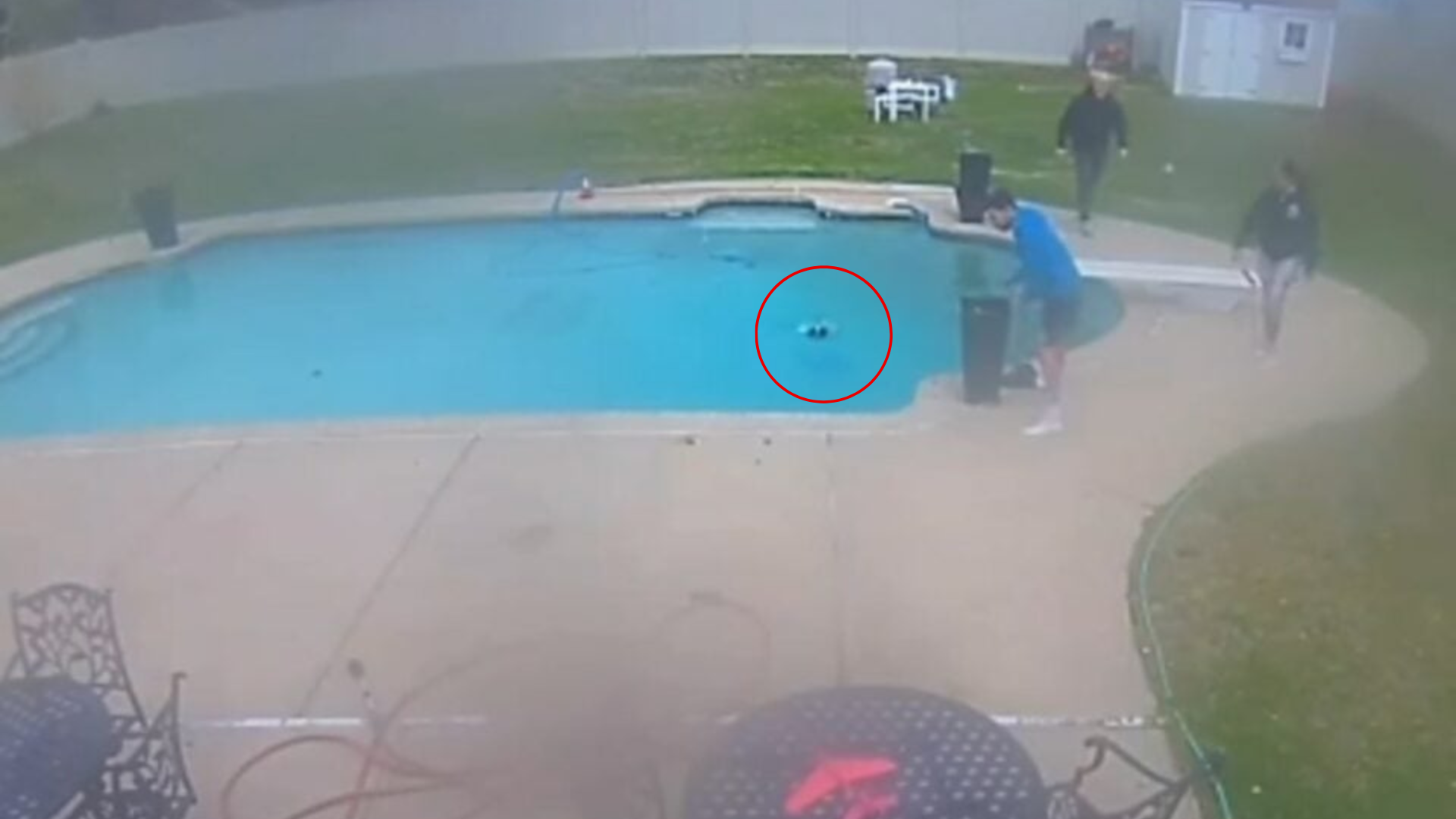 small dog swimming in pool