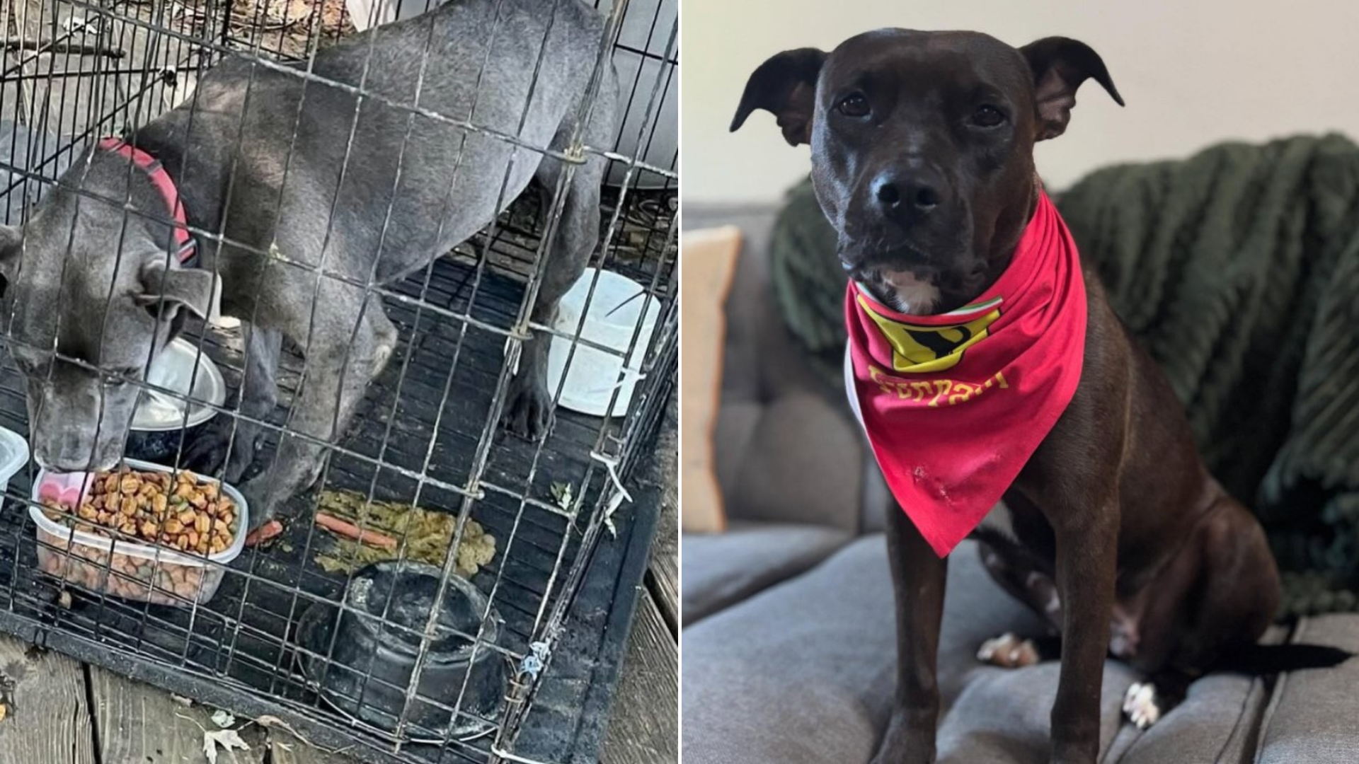 black dog in cage and wearing a red scarf
