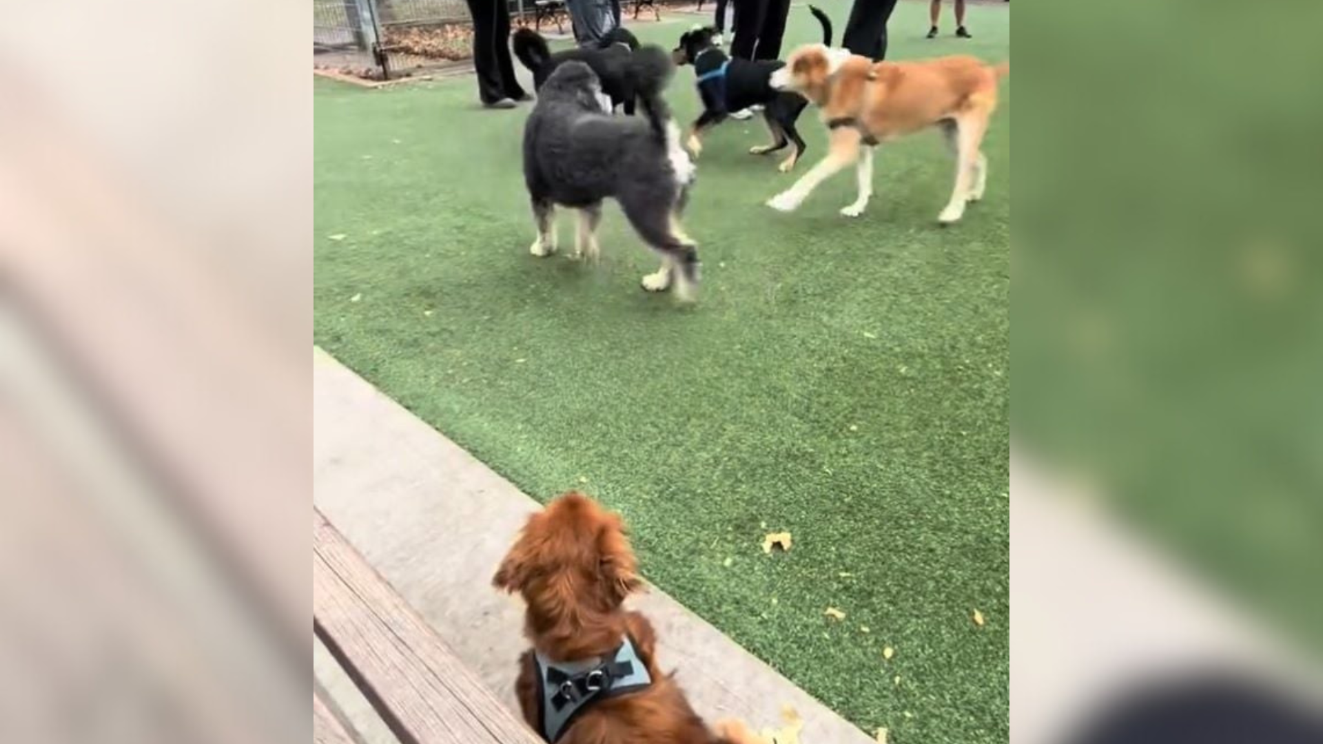 dogs playing in dog park