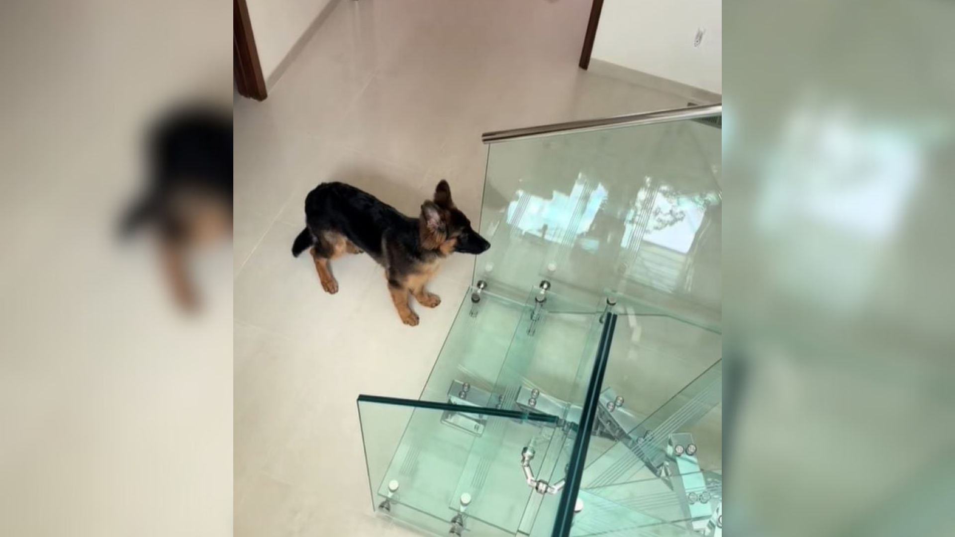 dog facing glass stairs