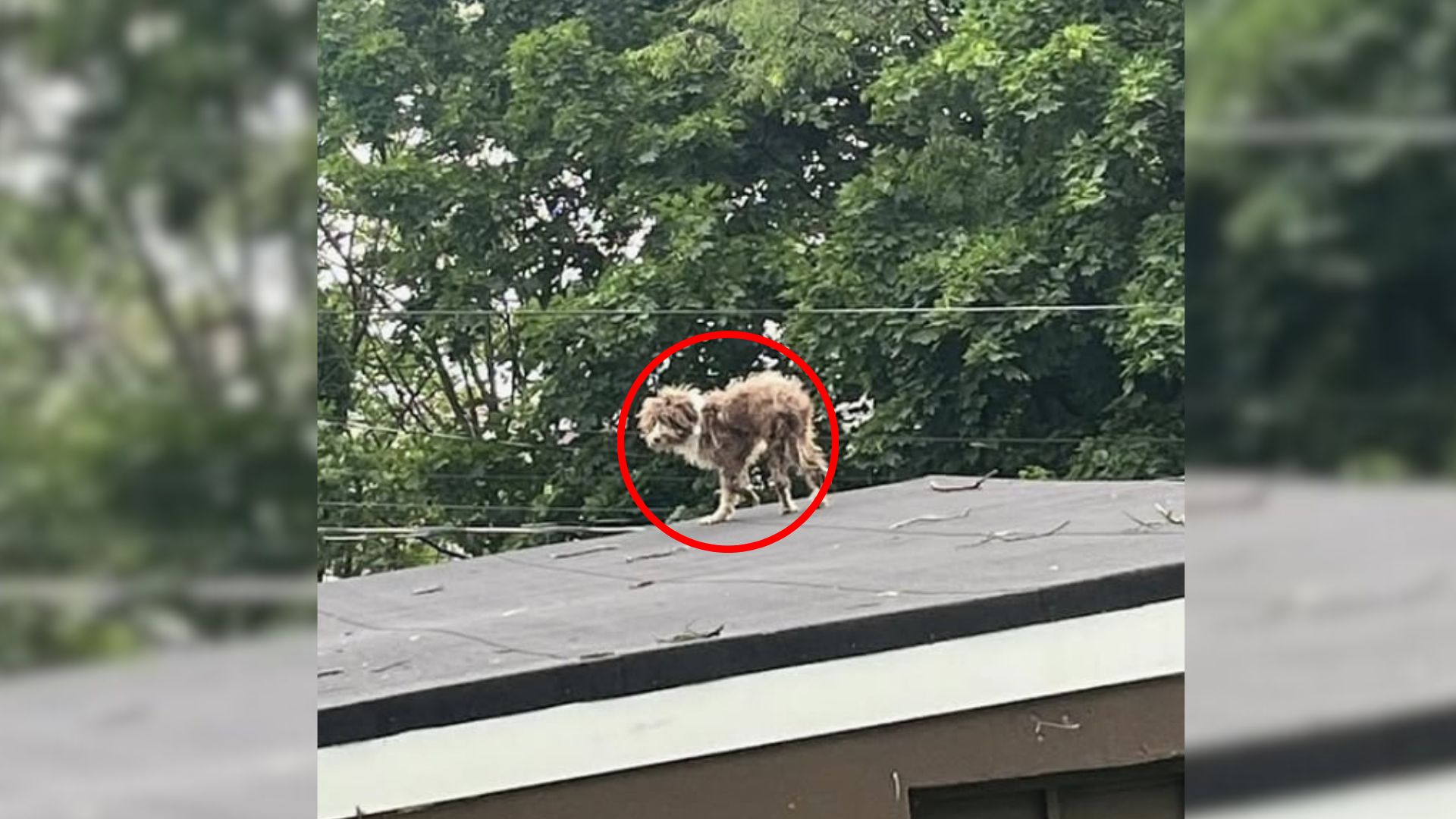 dog on roof