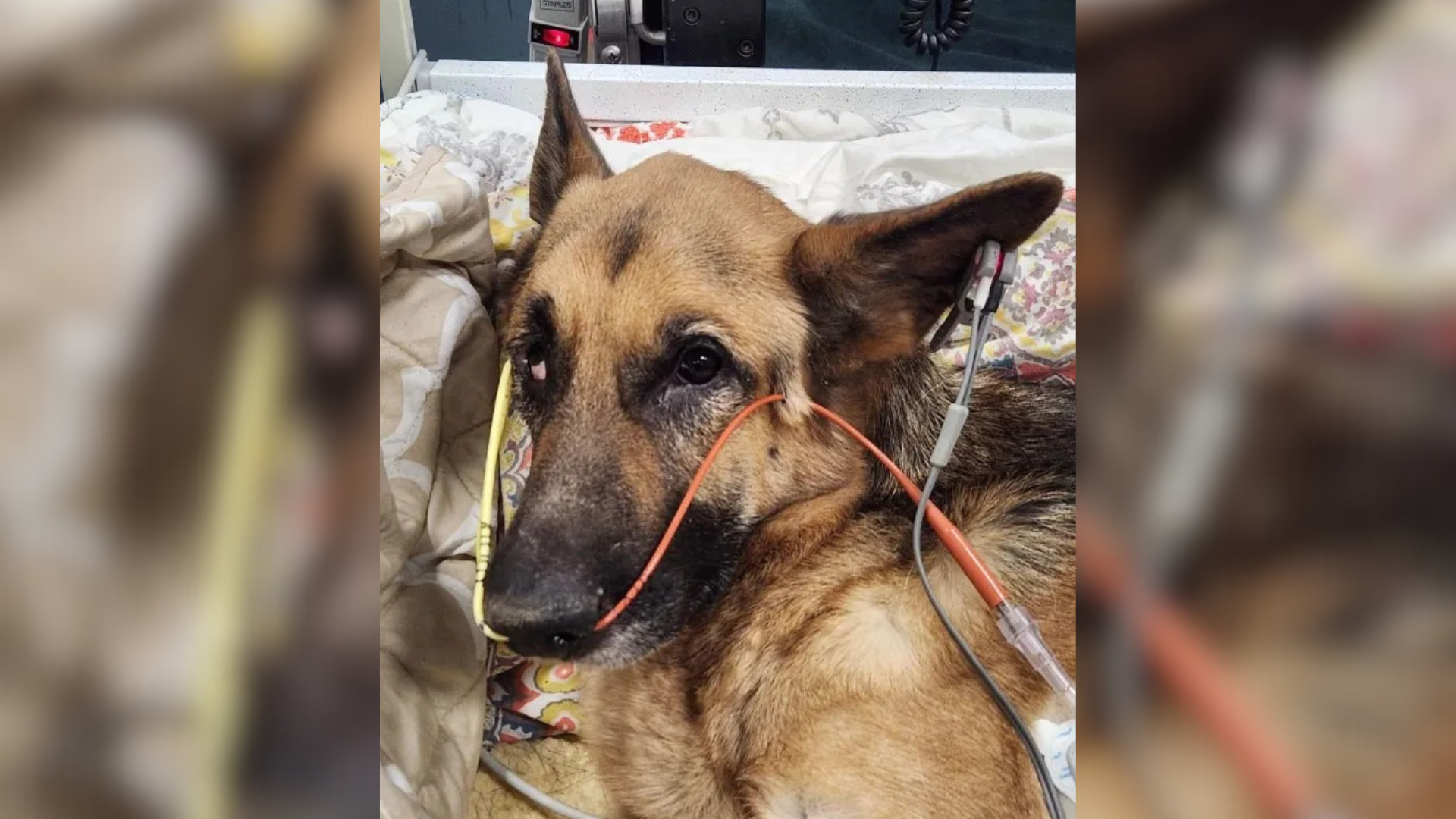 sick dog in hospital