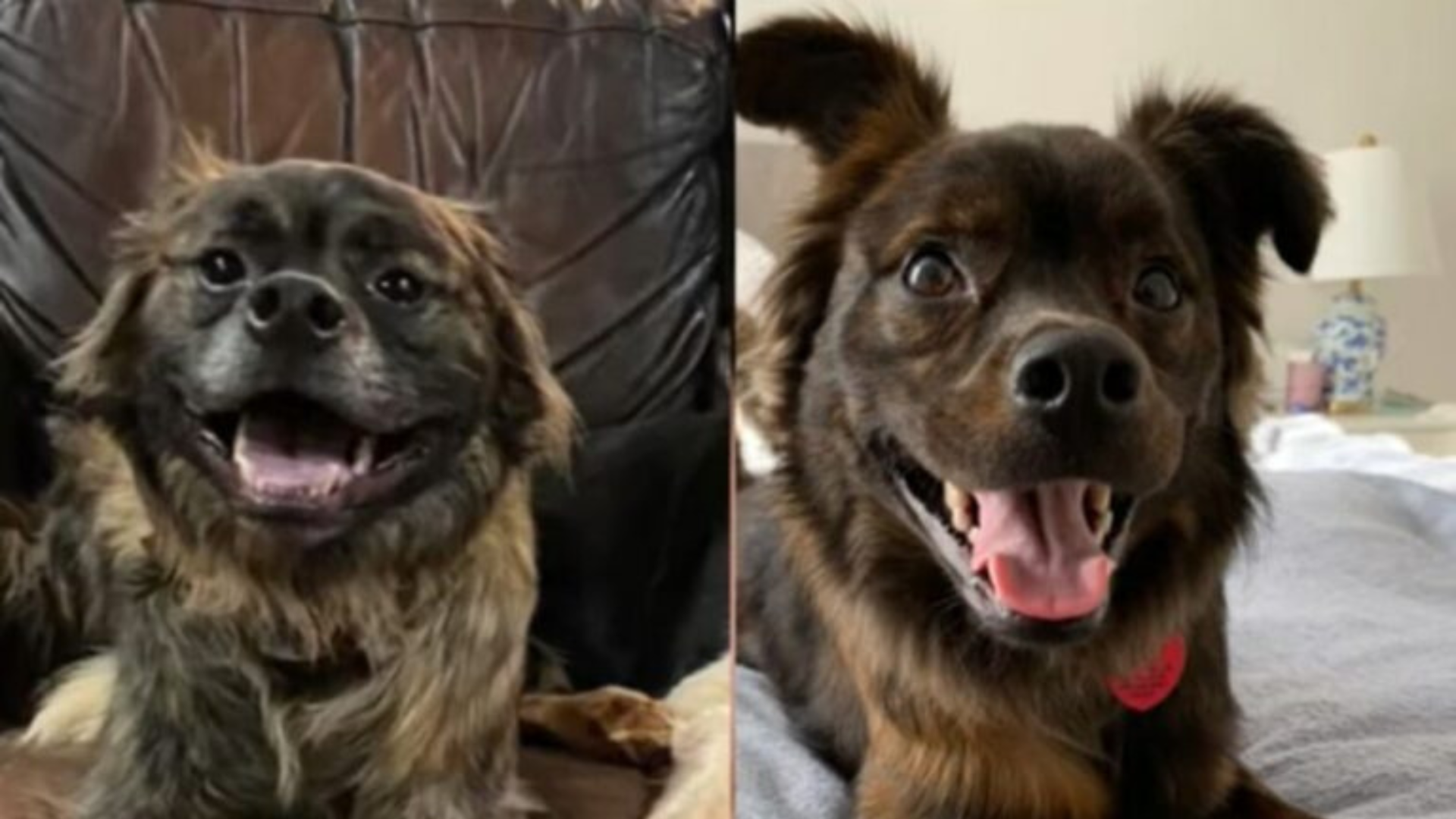 two dogs who look very similar