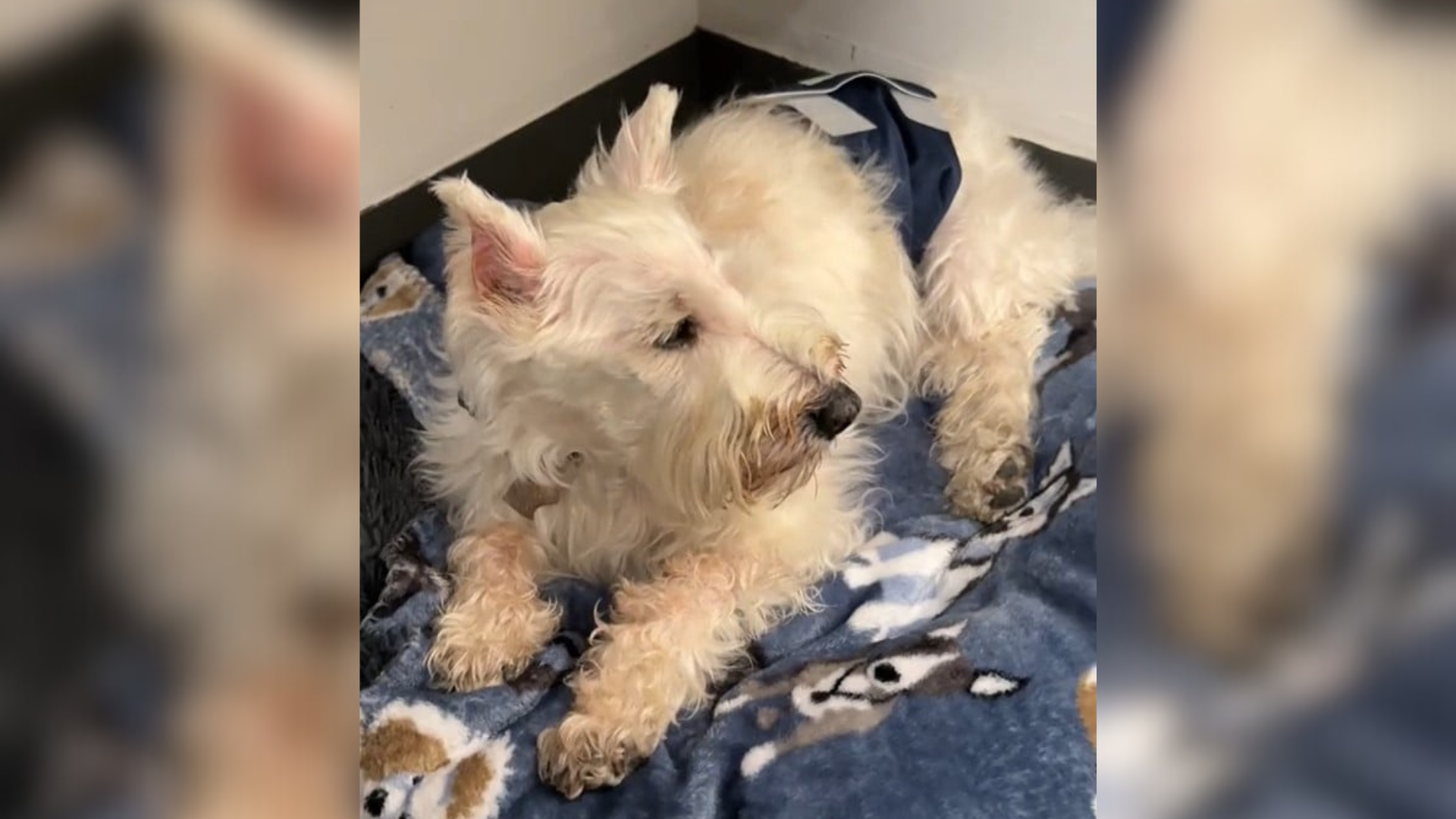 fluffy white senior dog