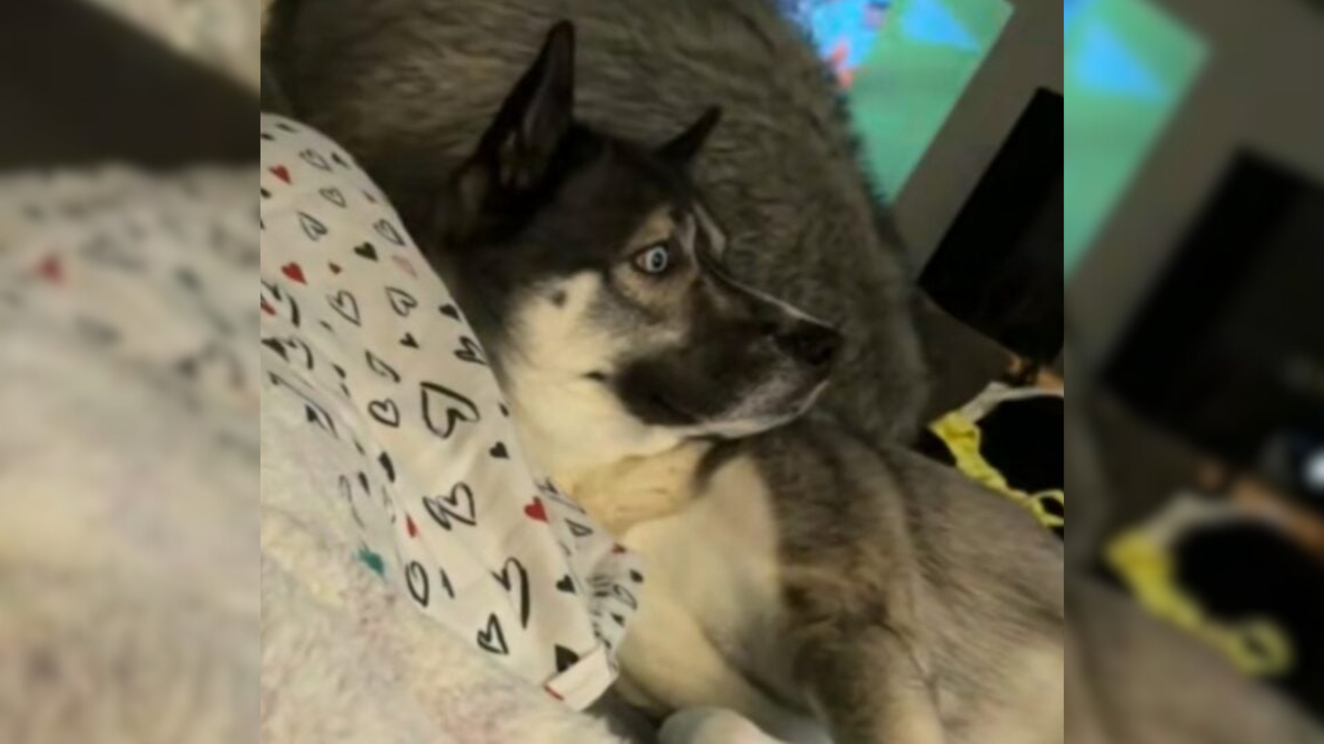 husky looking shocked