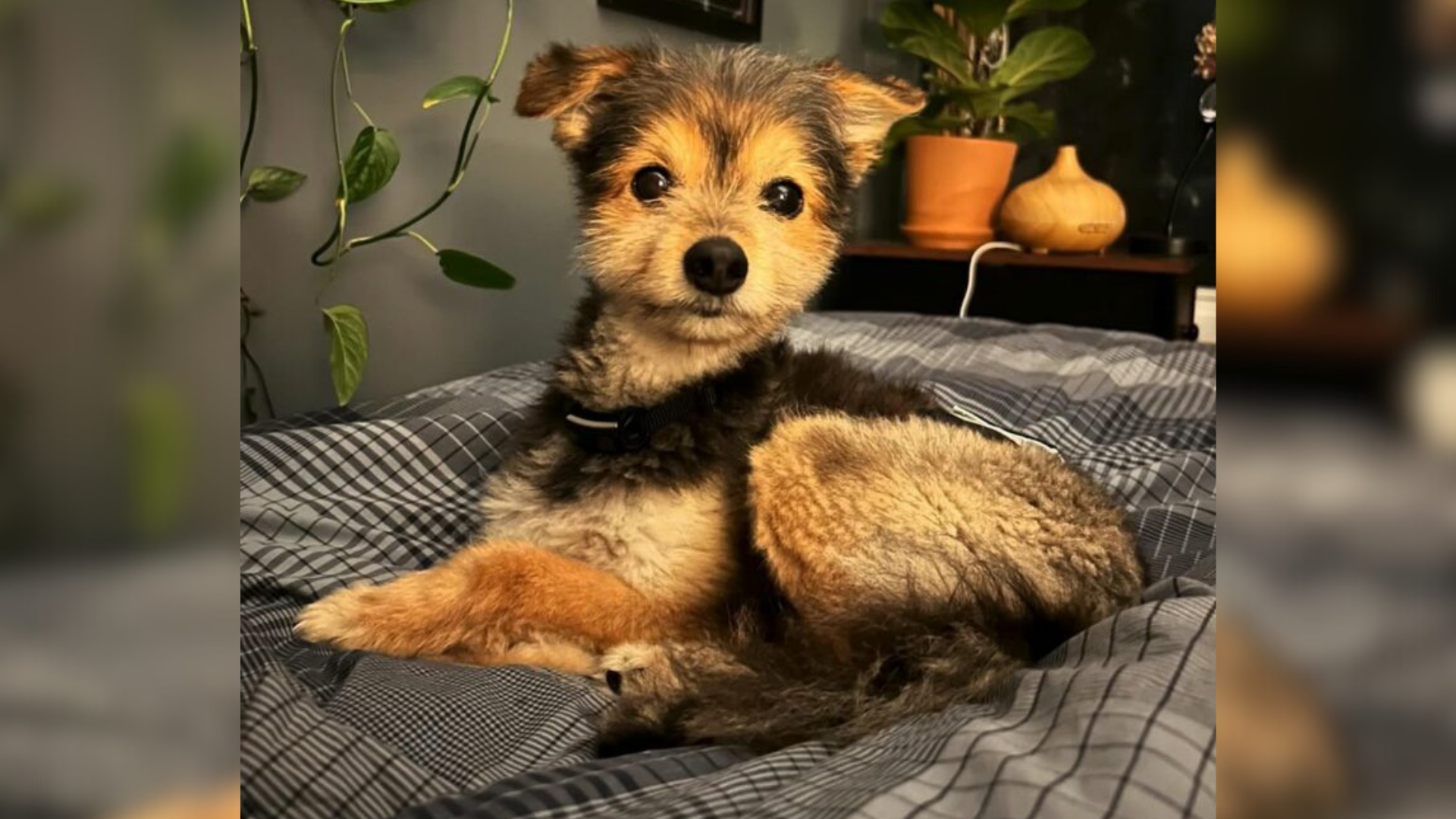 cute brown and black dog