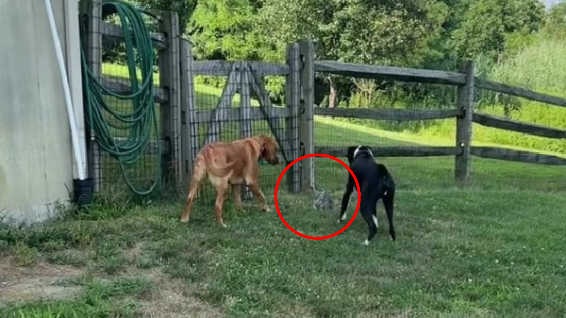 dogs found something in the grass