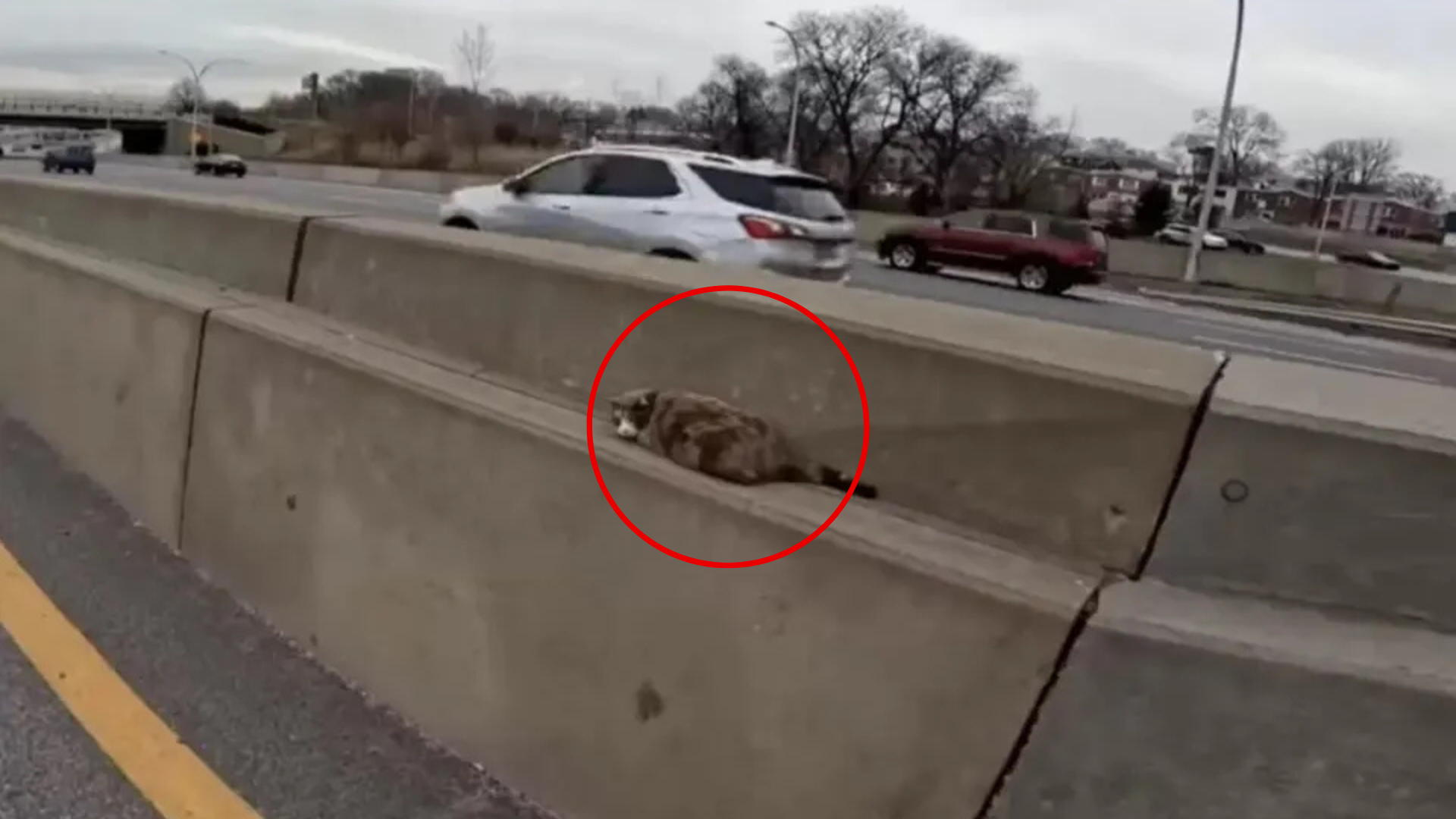 animal in a highway