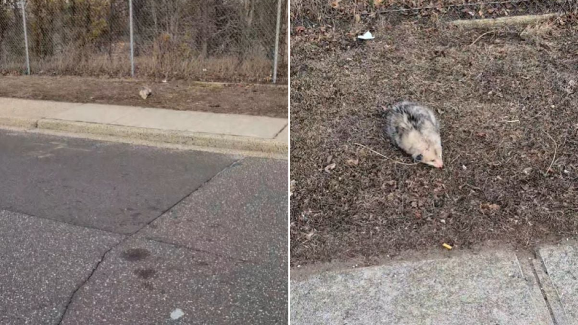 stranded animal on the ground