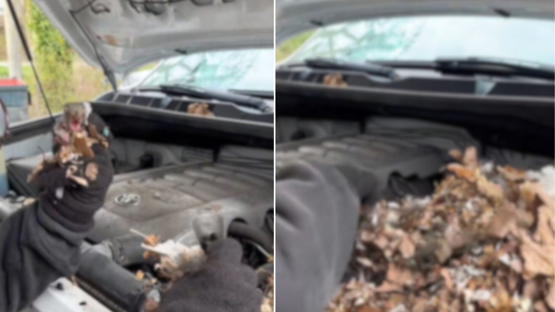 New York Mechanic Lifts A Car Hood And Finds Tiny Lives Hidden Inside A Quiet Engine Bay