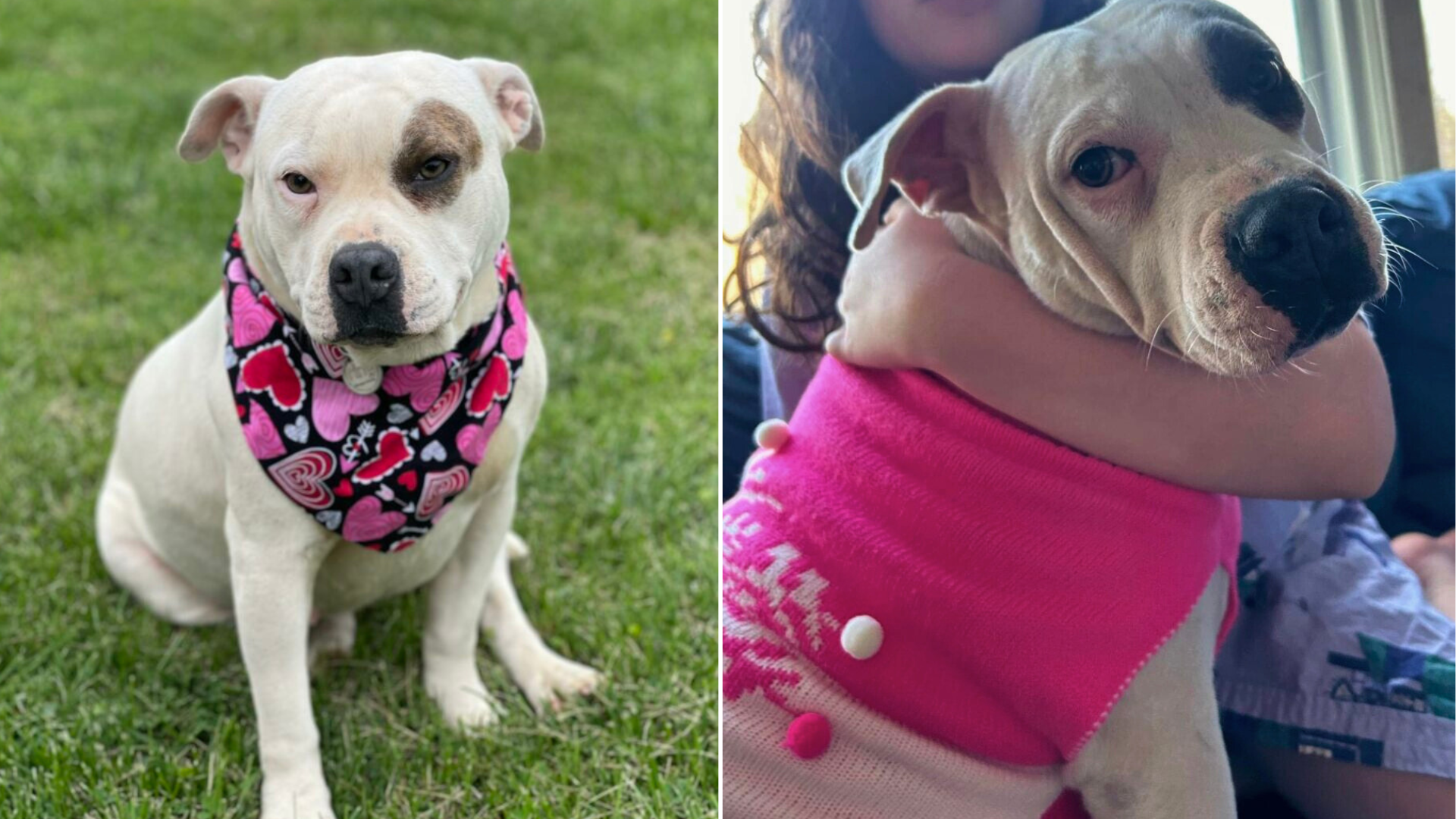 cream dog in pink clothes