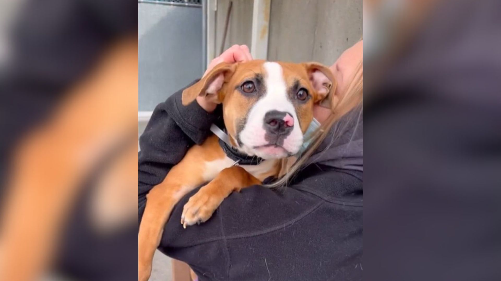 sweet dog in shelter