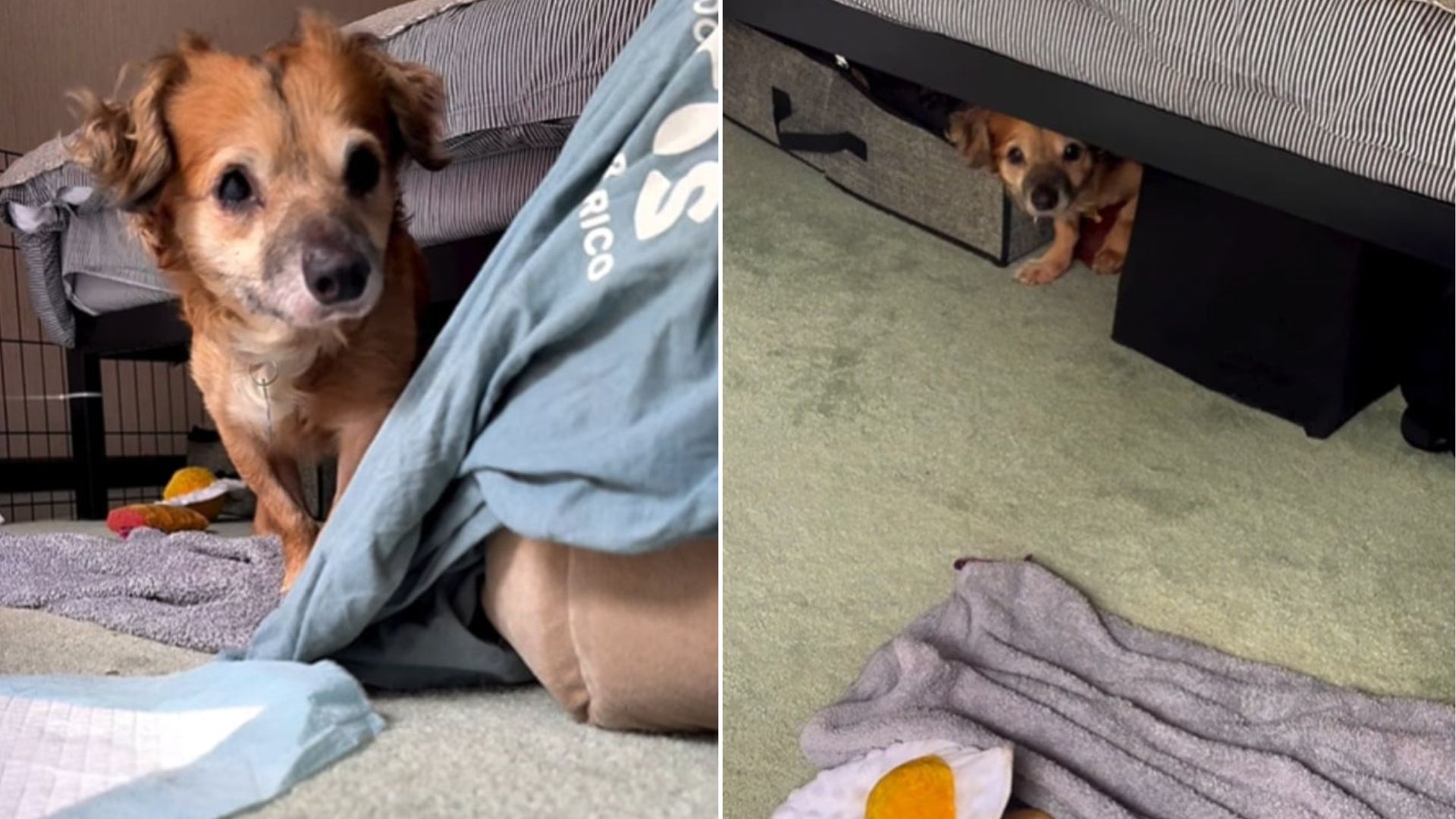 New York Rescue Dog Captures Hearts Online While Learning That Hands Can Be Kind