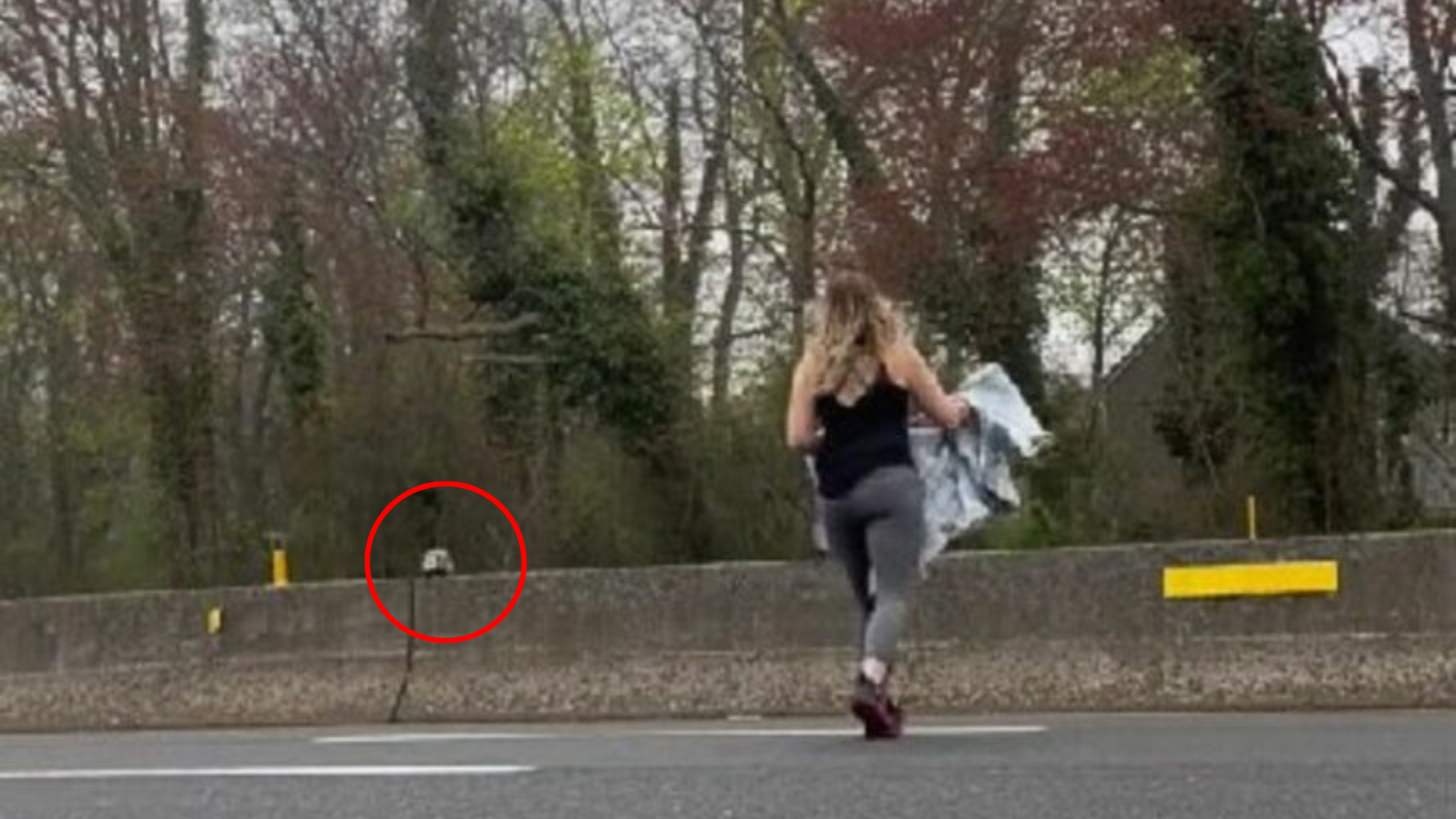 woman crossing road to help animal