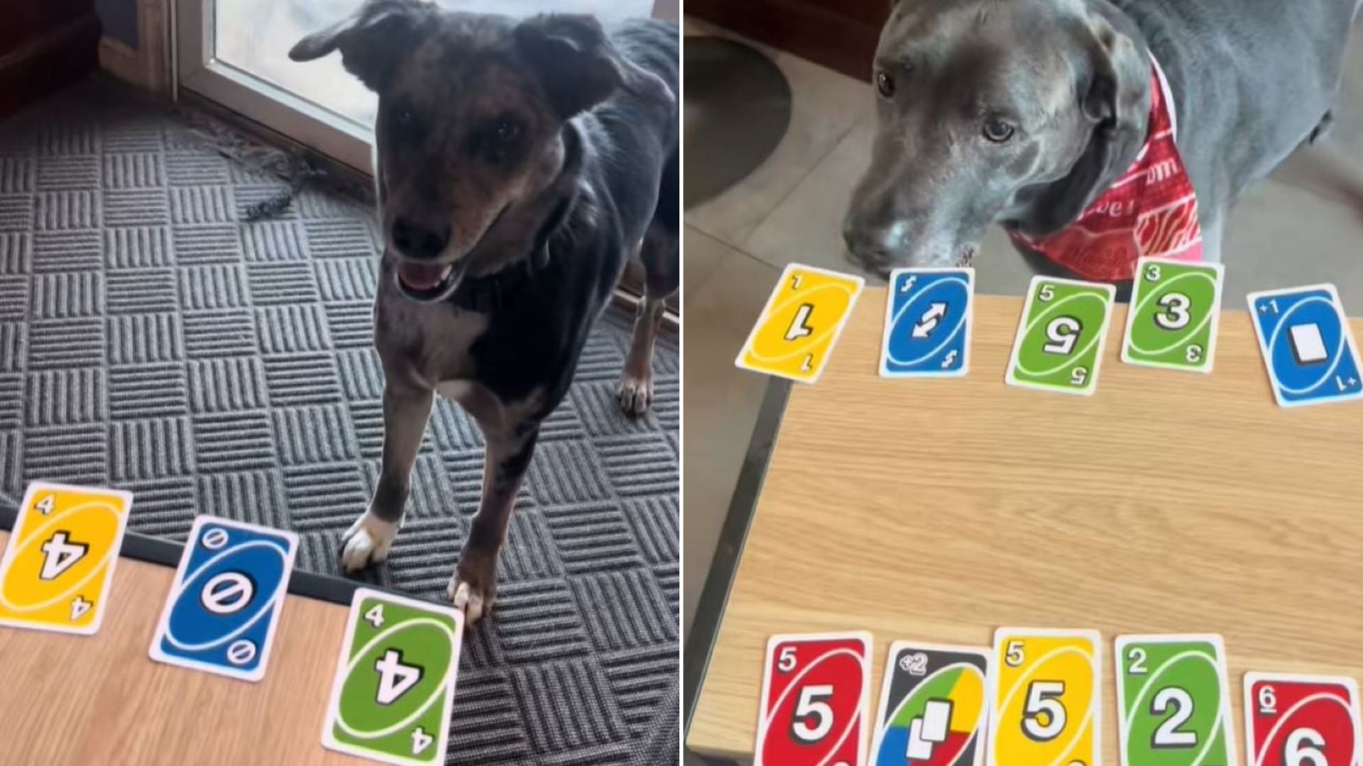 dog playing with cards
