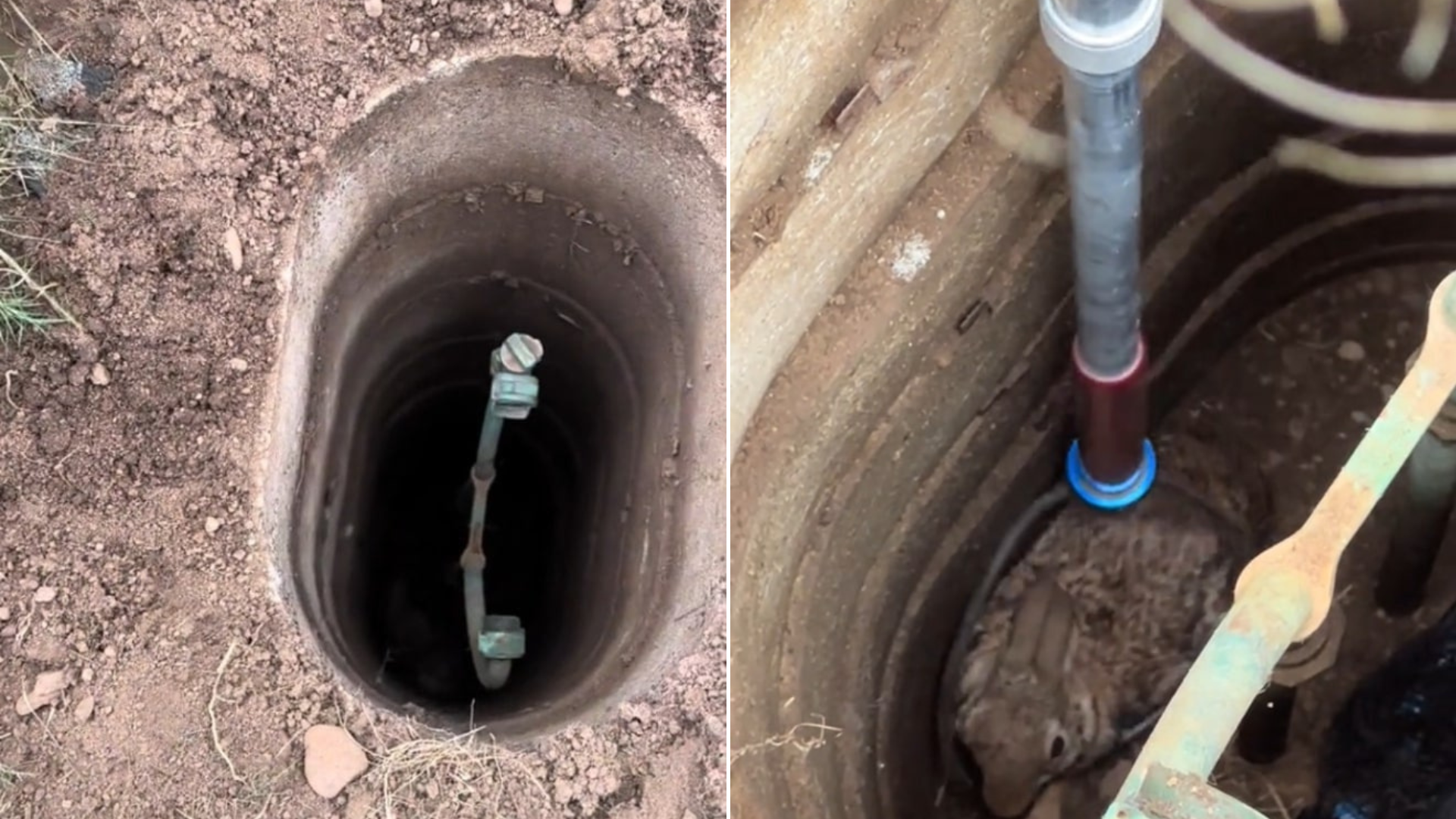 animal fallen in well