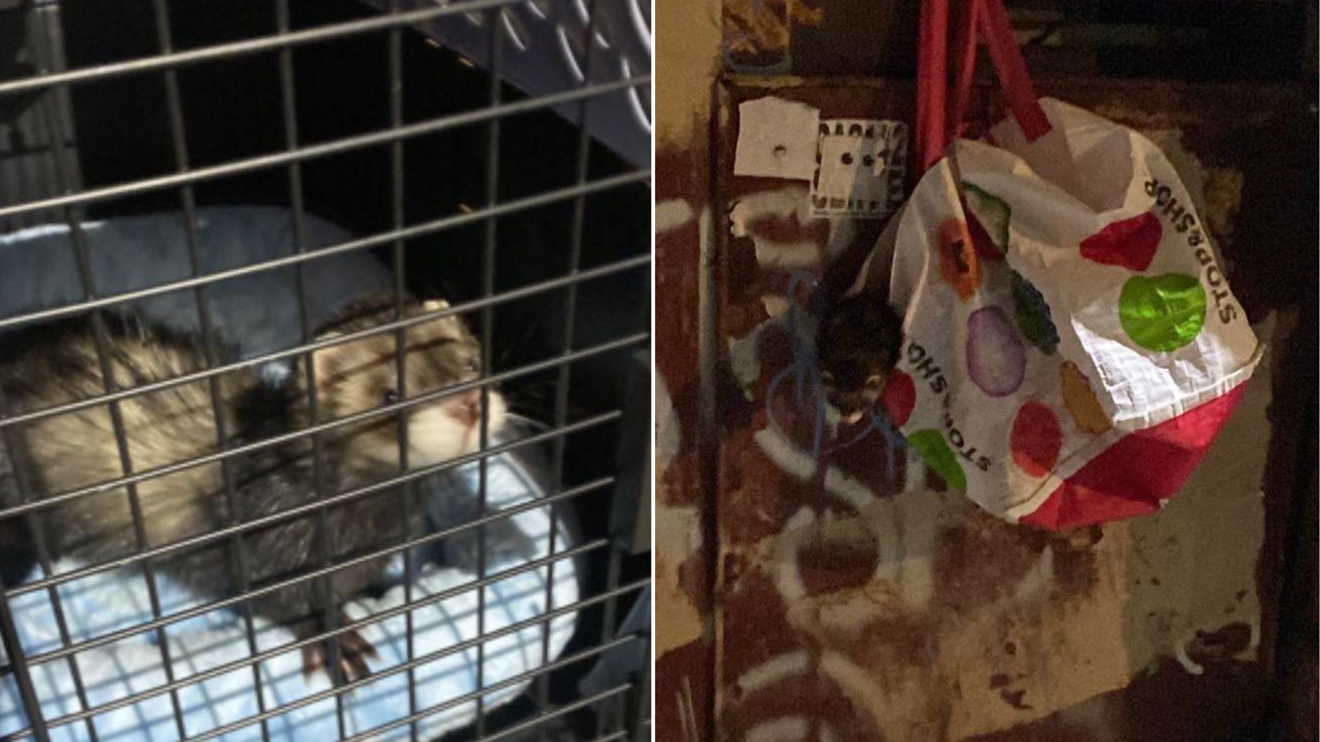 animal in dumpster bag