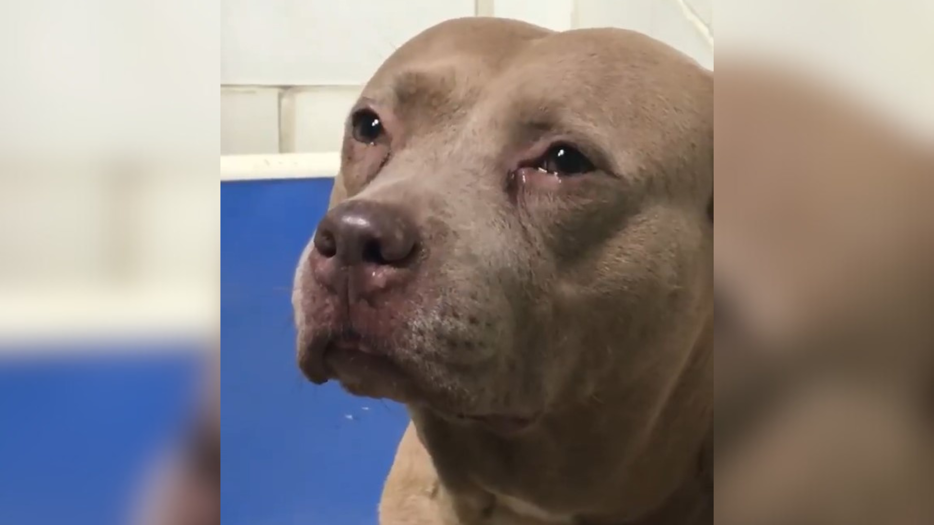 dog with tears in her eyes