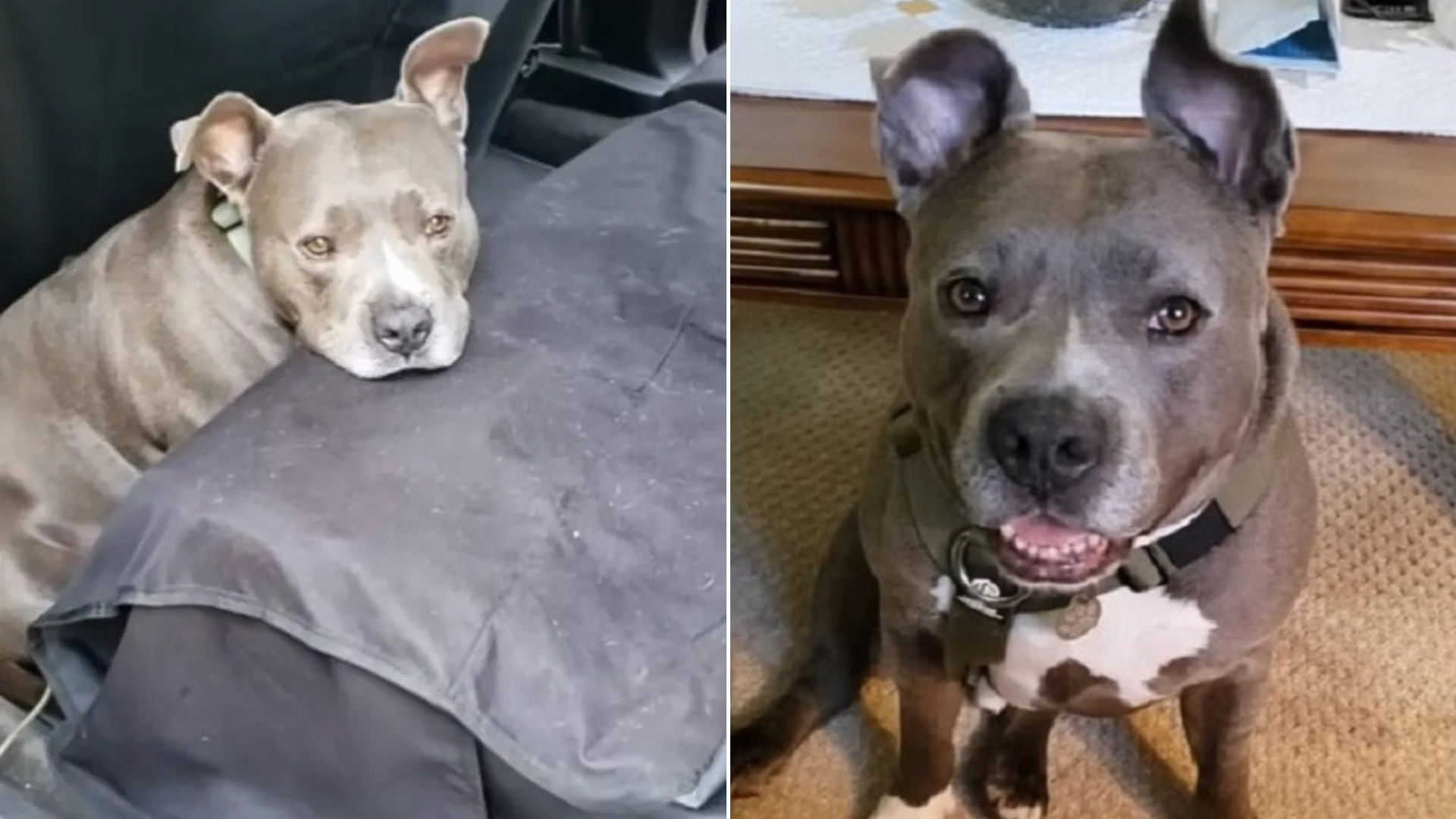 neglected dog before and after