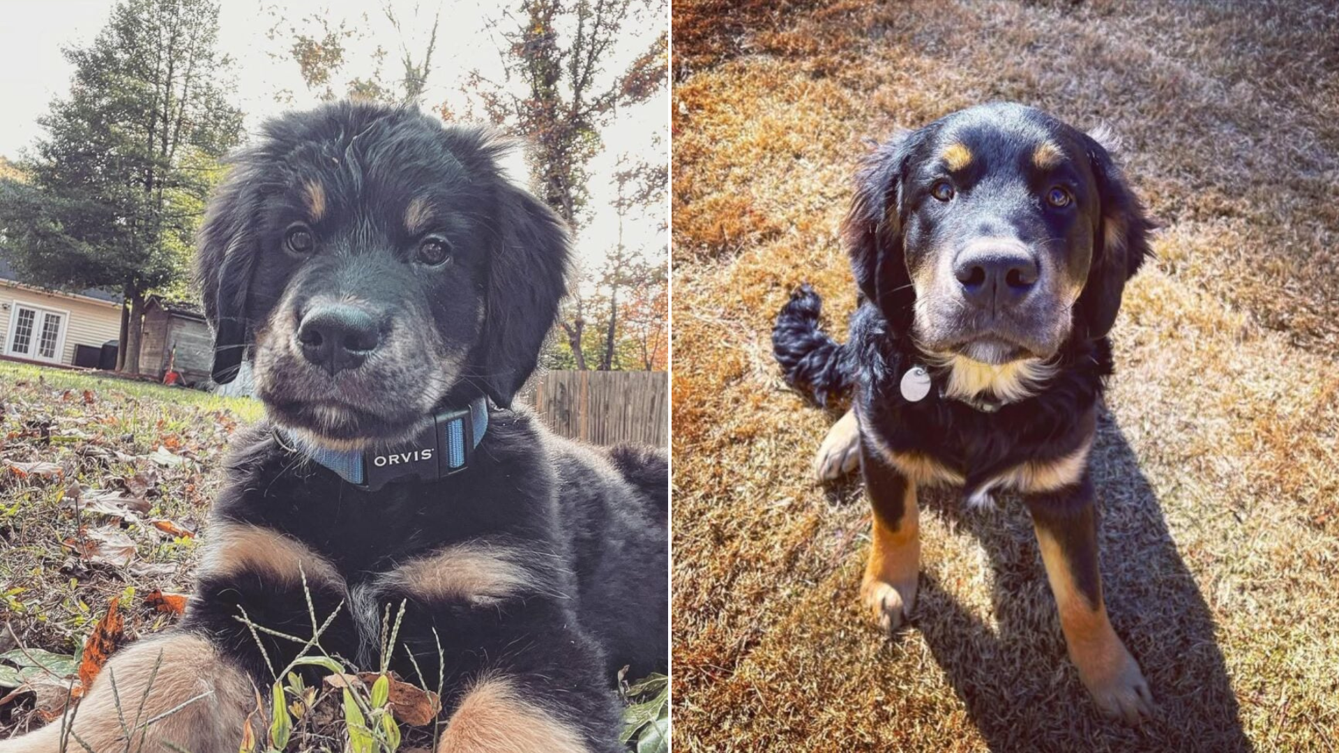 brown and black dog mix