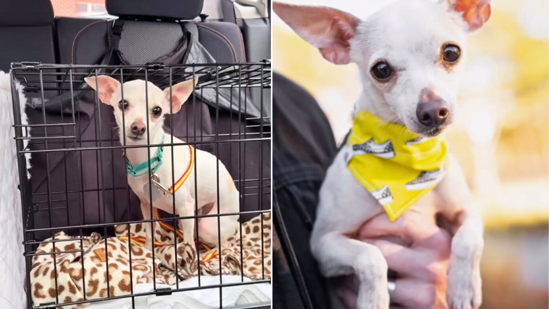 small white dog before and after shelter