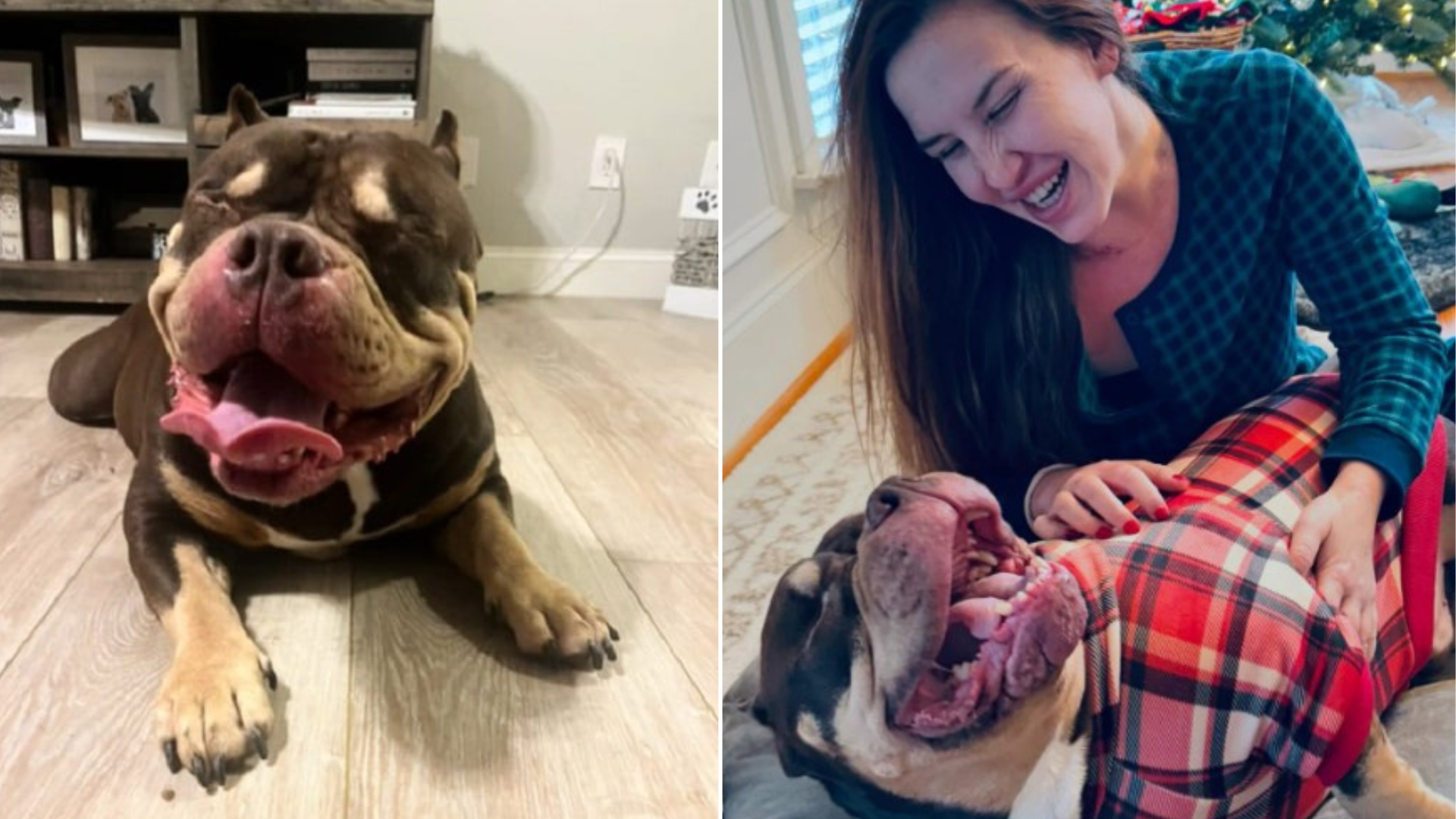 dog in shelter and with woman