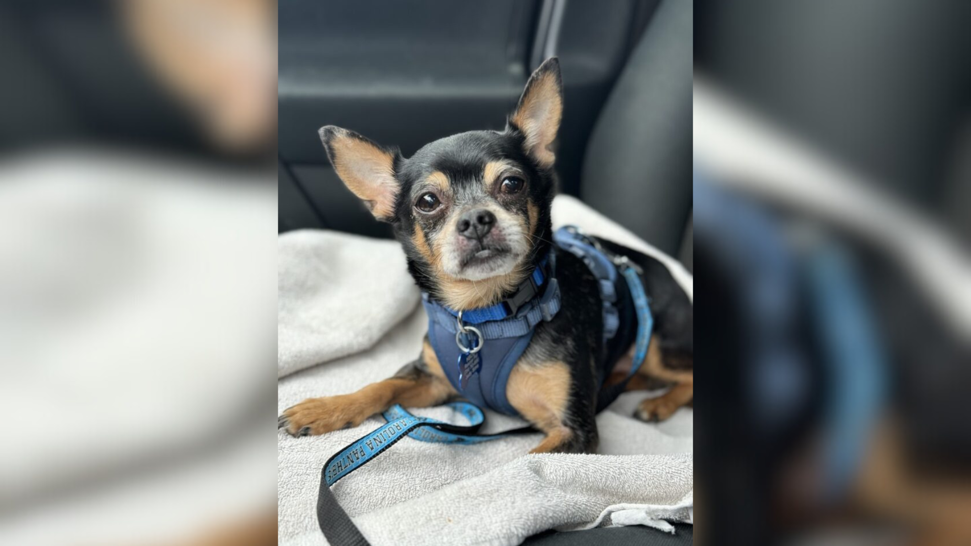 small black dog with a blue leash