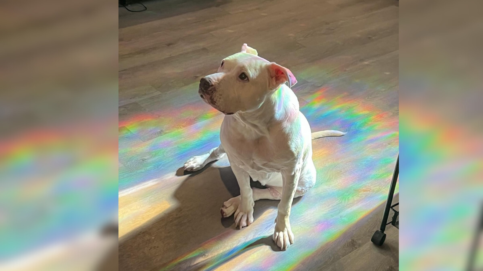 white dog sitting on floor