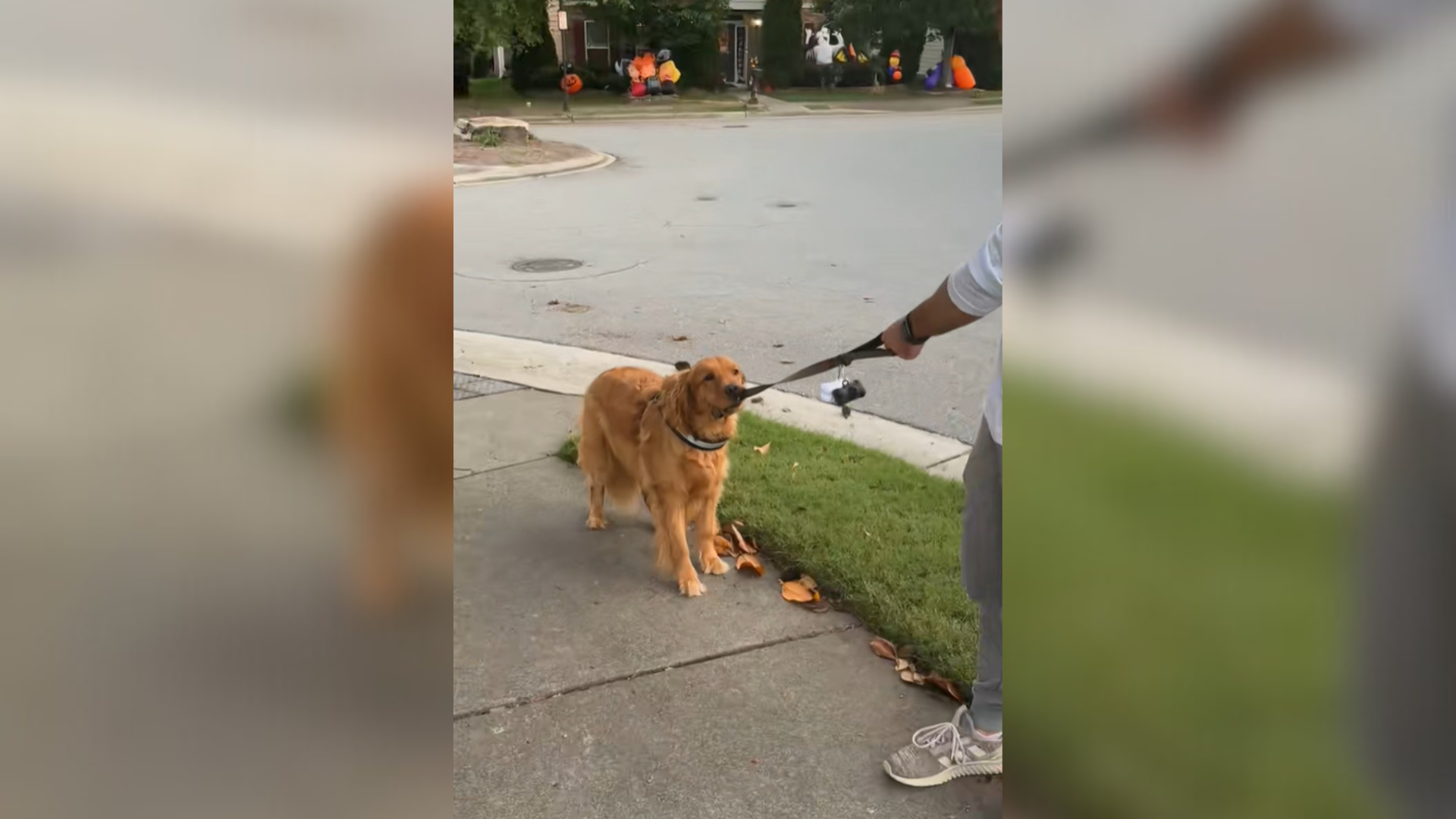 dog on leash refusing to walk
