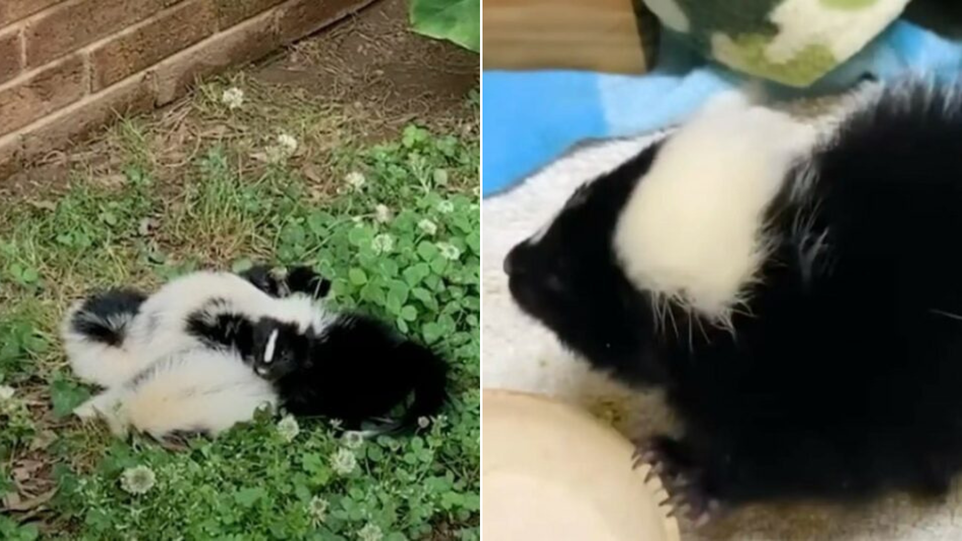 baby skunks