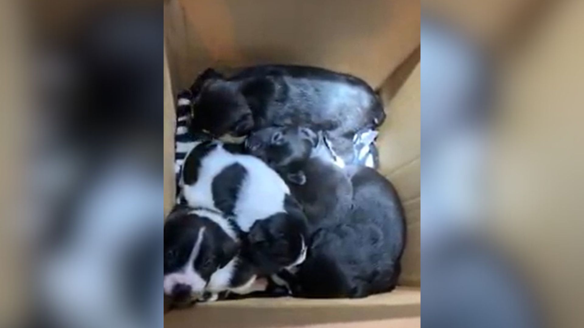 puppies in box