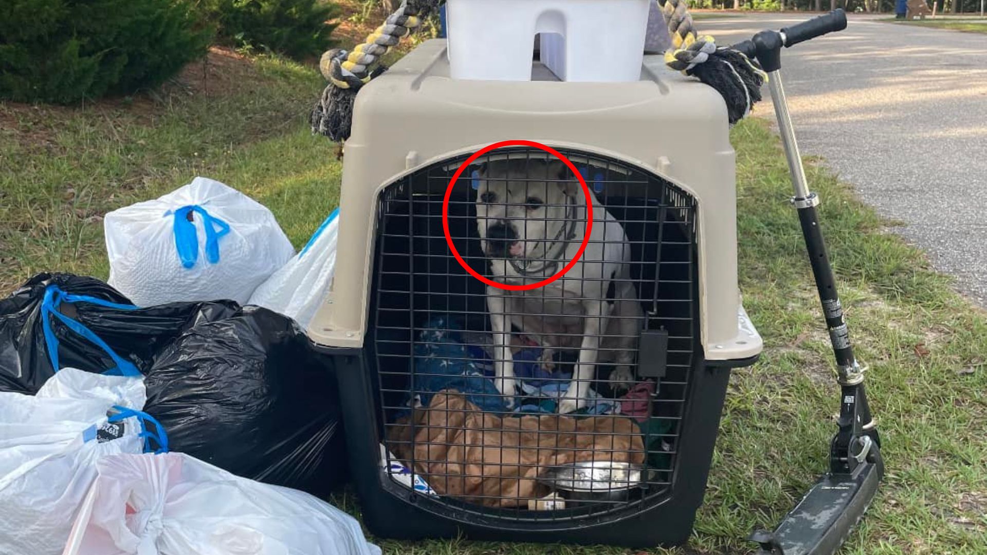 abandoned dog in crate