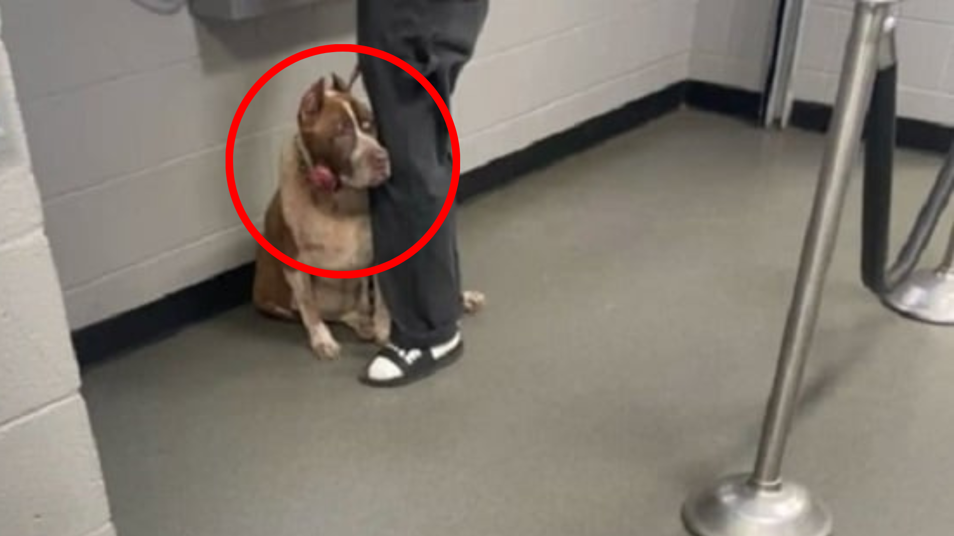 dog abandoned at shelter