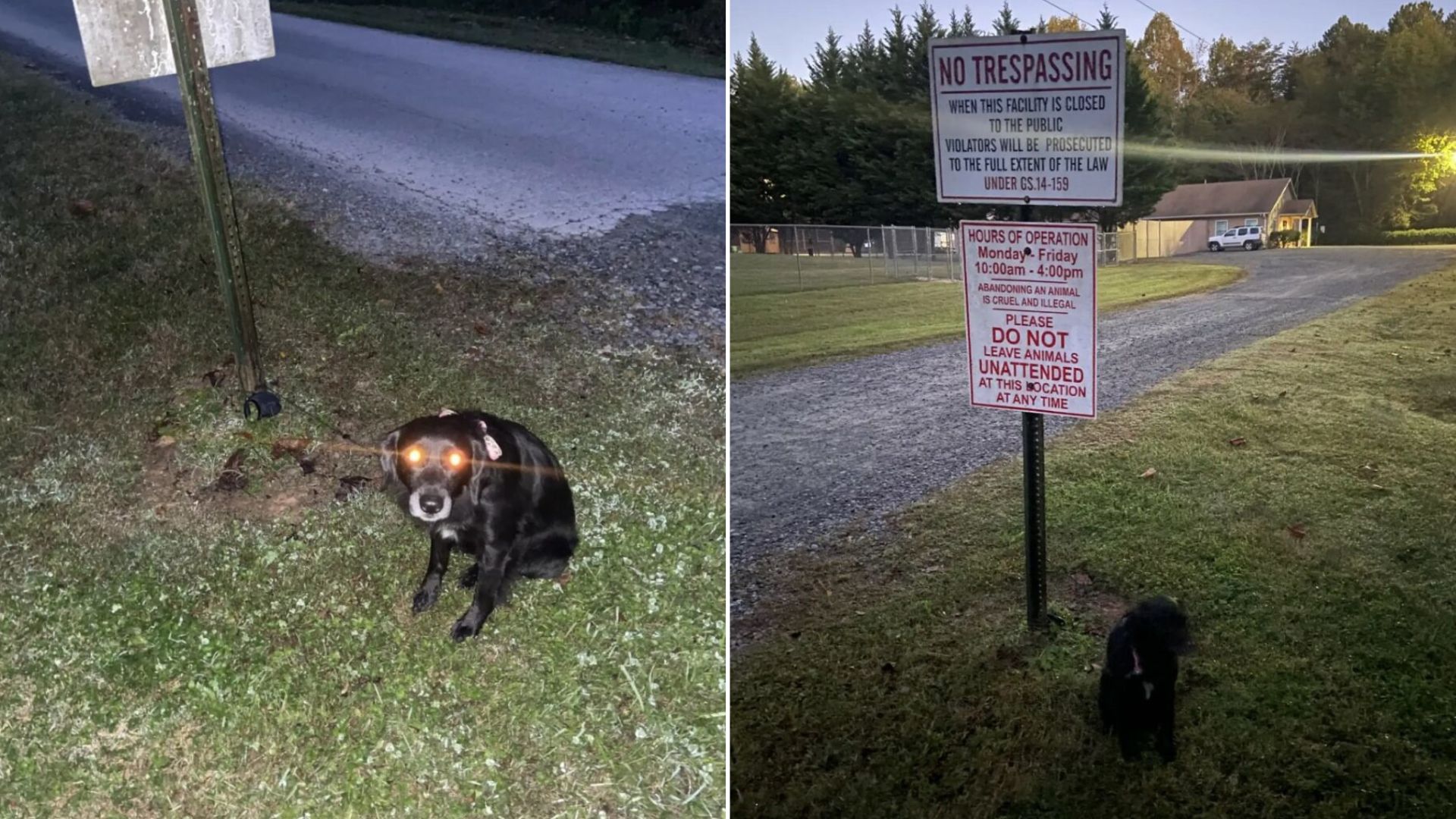 cute black dog near sign