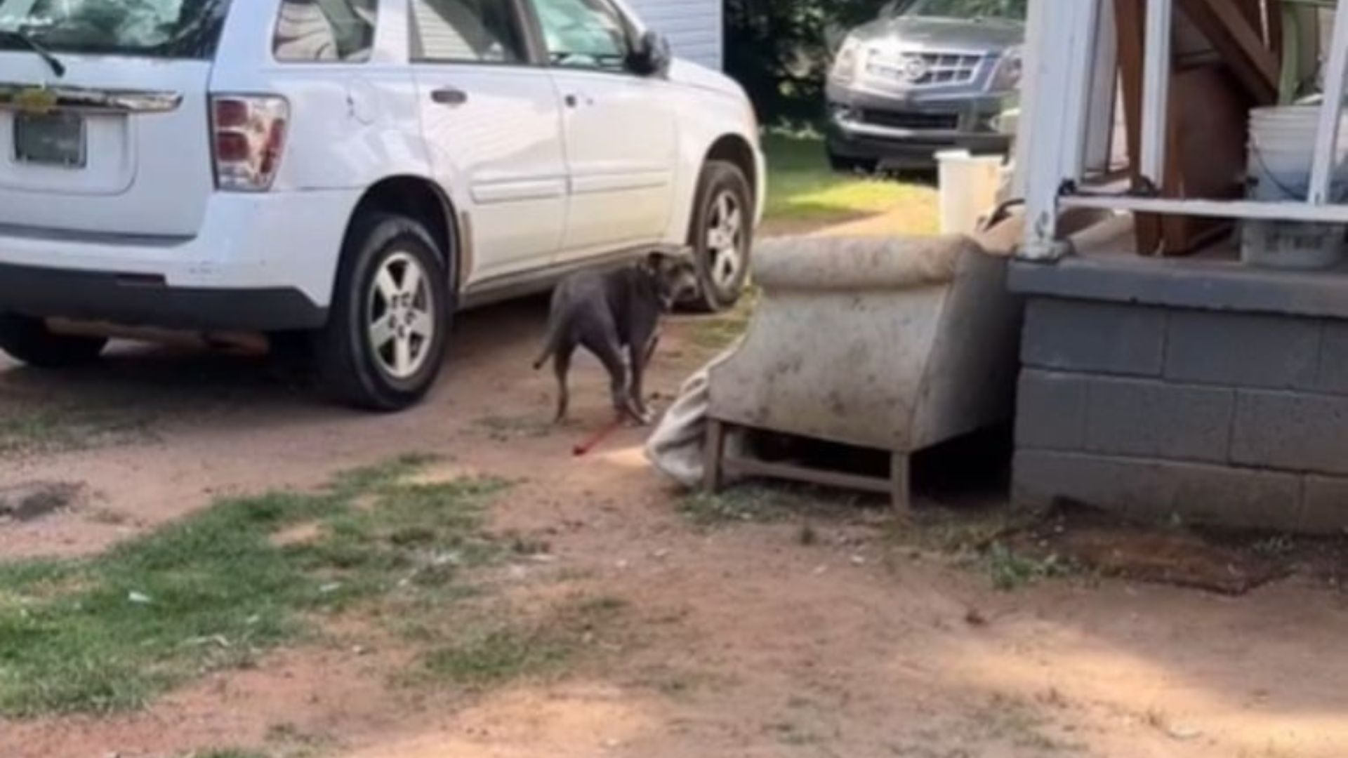 dog near car