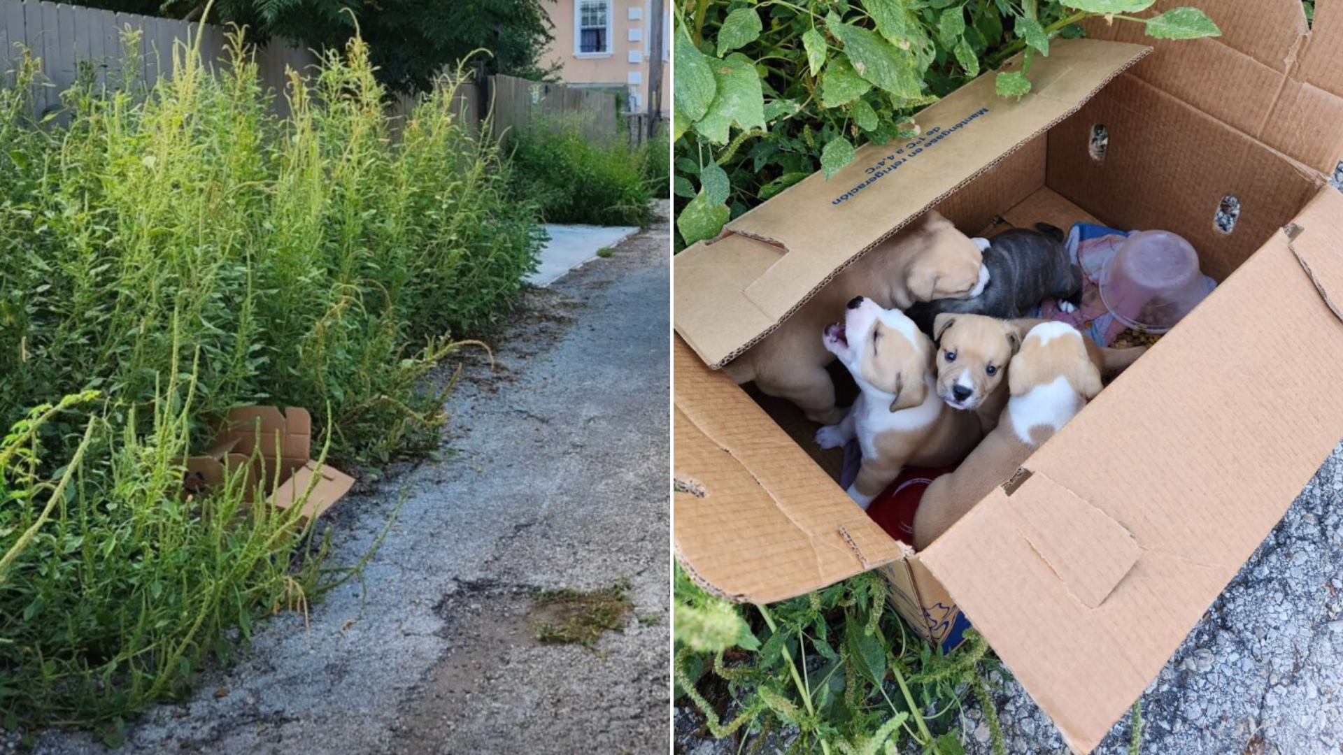 puppies abandoned in a box