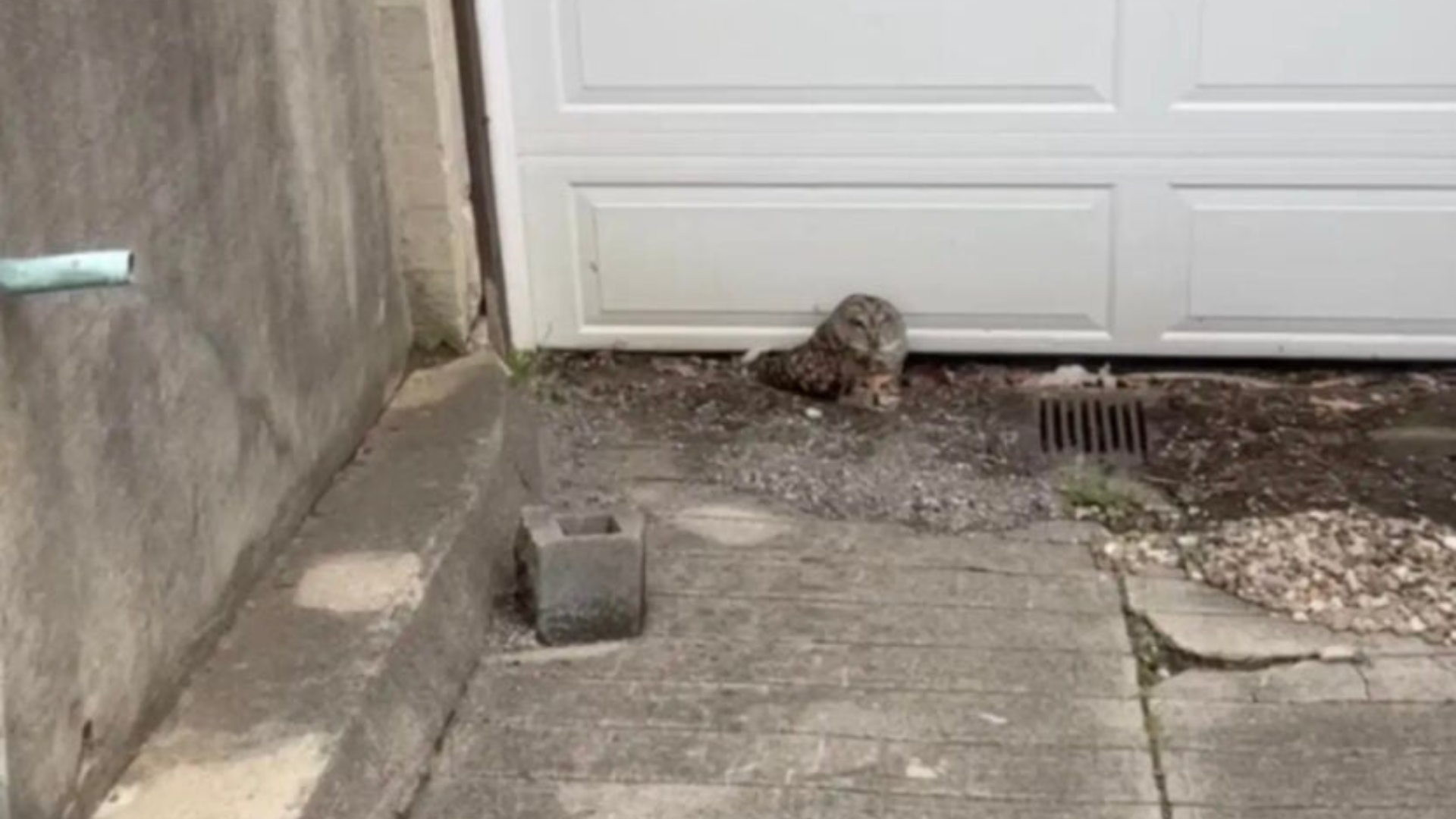 tiny bird sitting in a yard