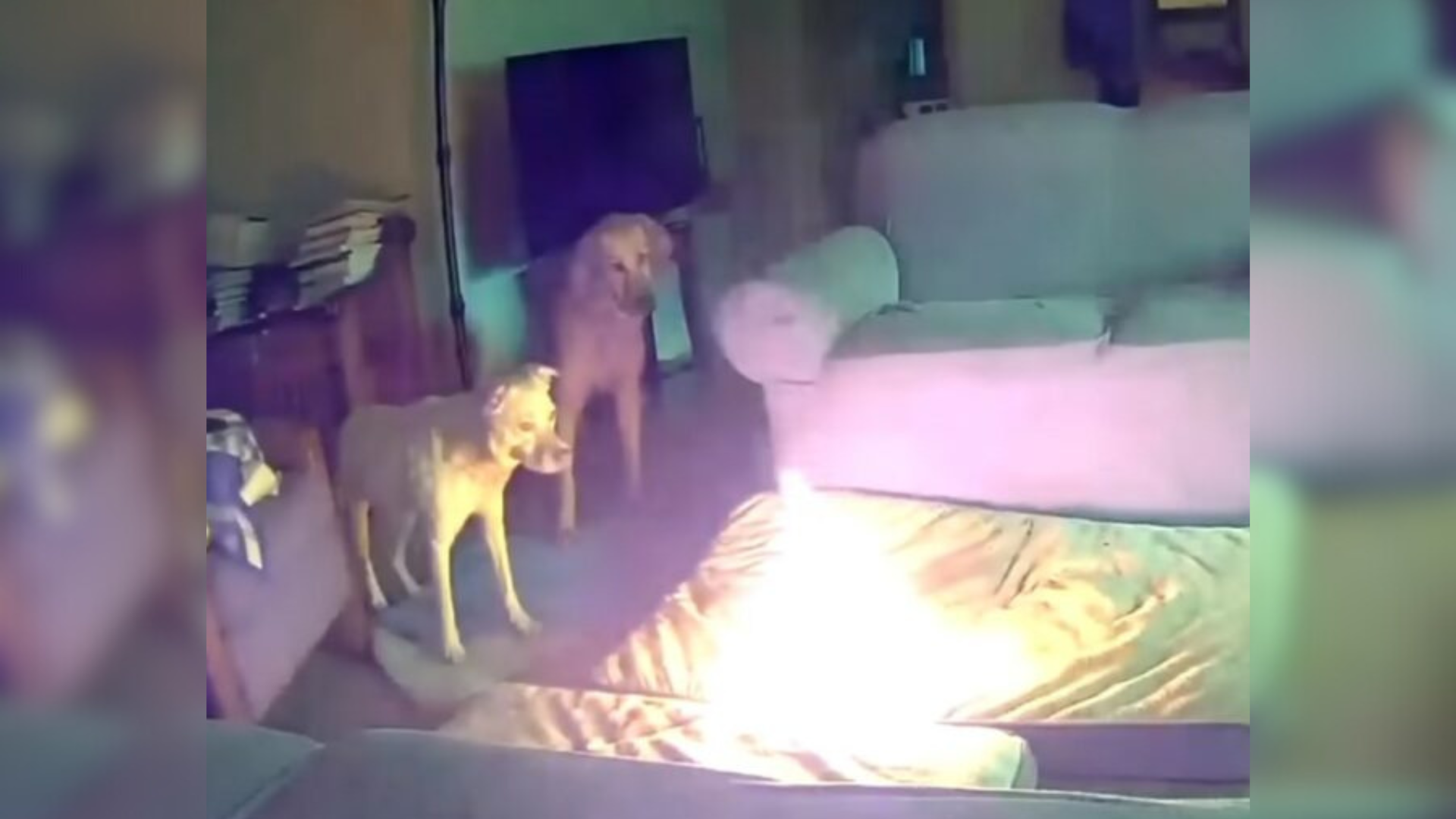 dogs in a room while a fire is on