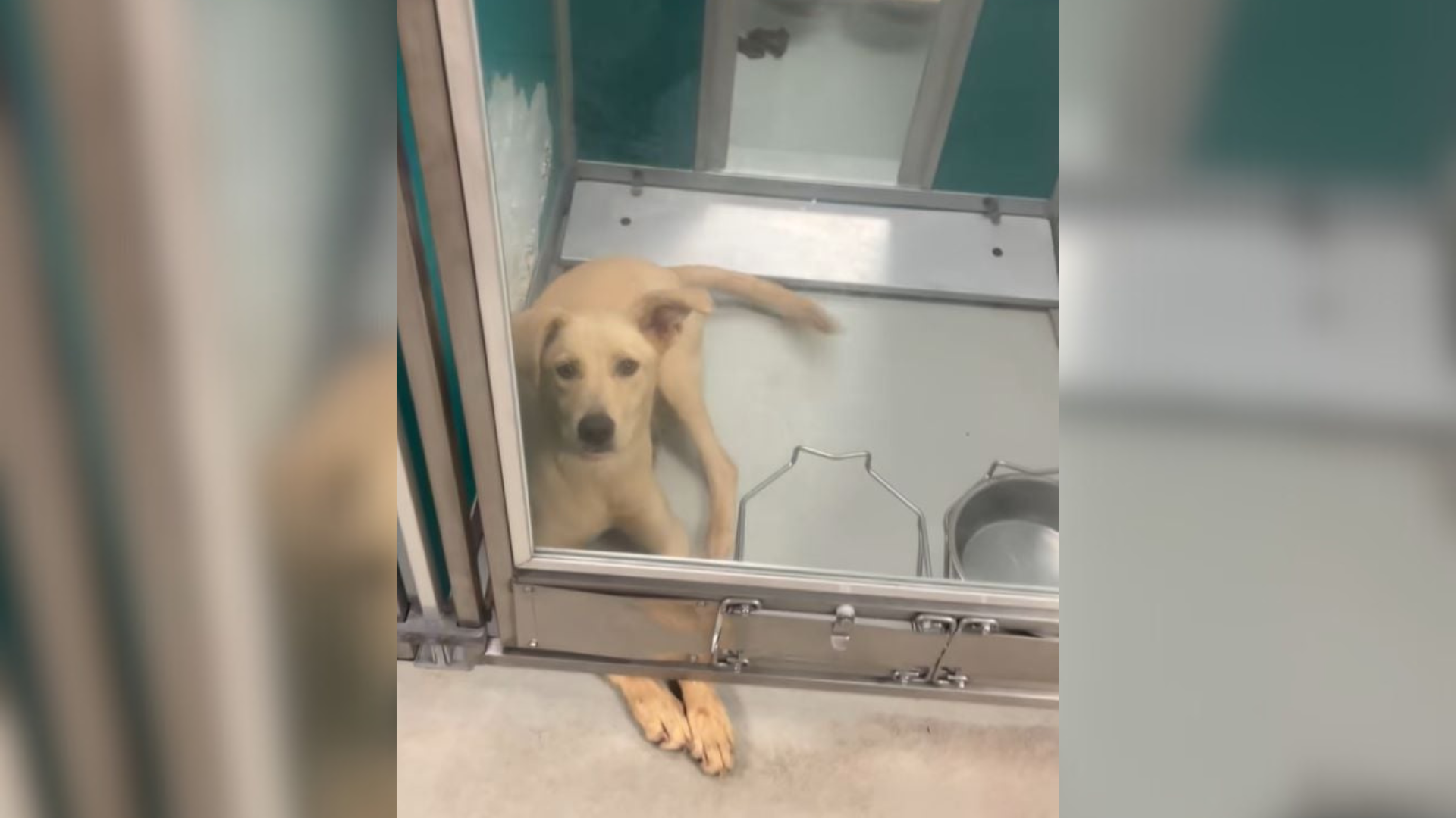 dog in shelter behind glass