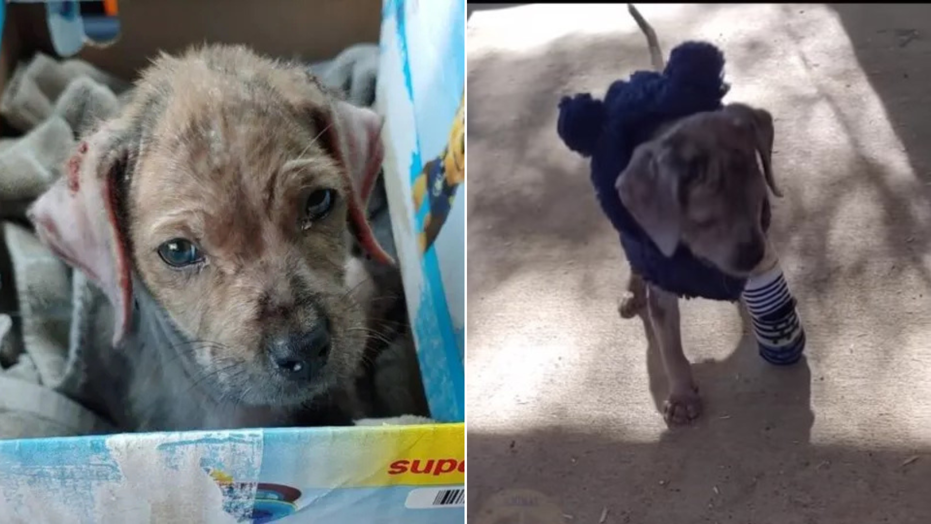 small puppy with cast on leg