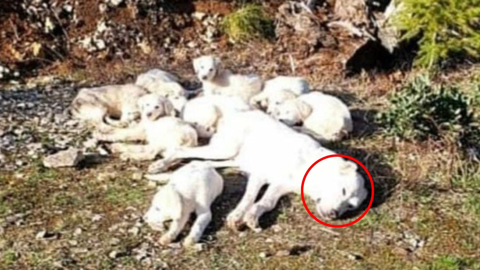 stray mother dog and puppies