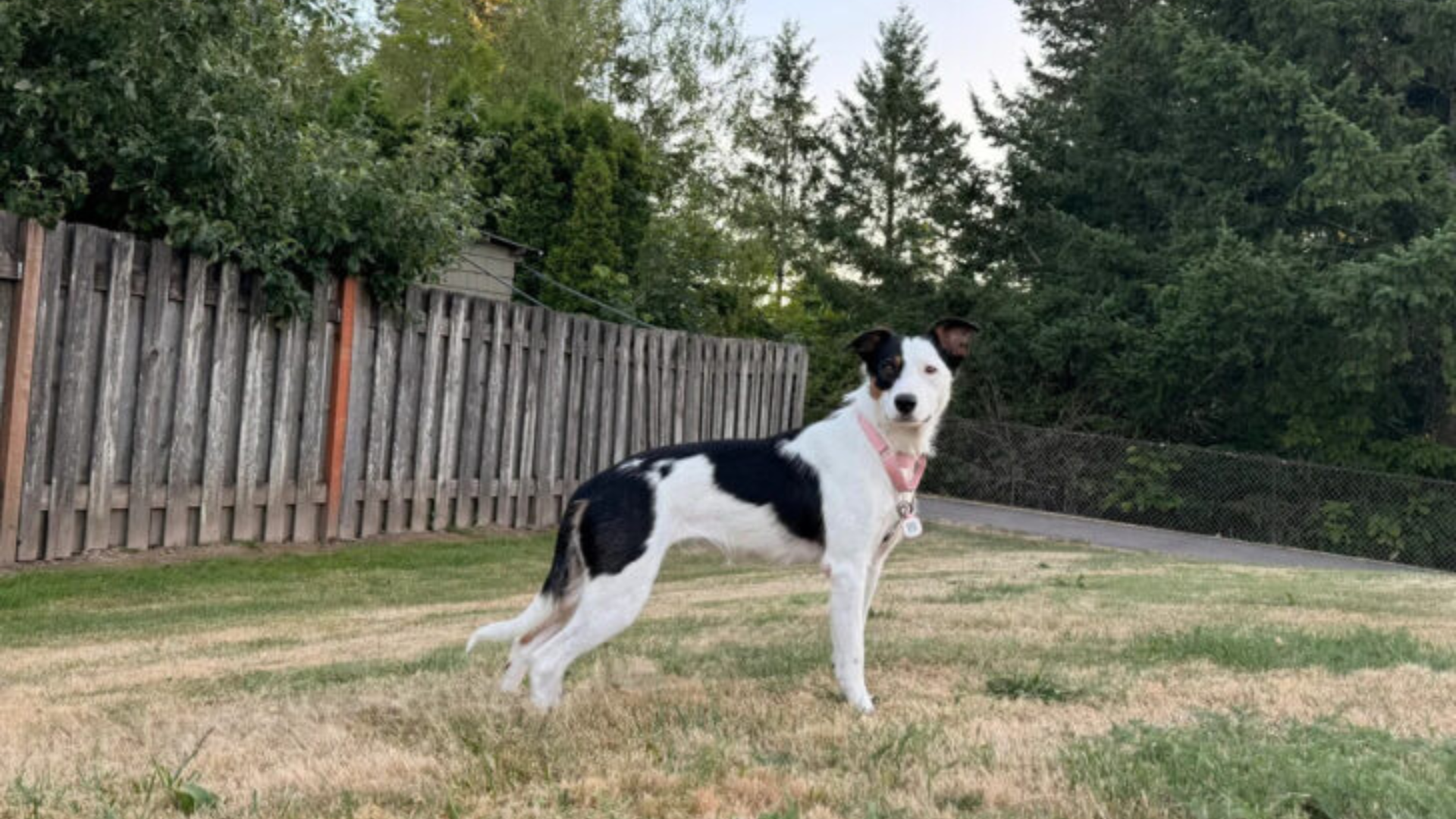 black and white dog in yard