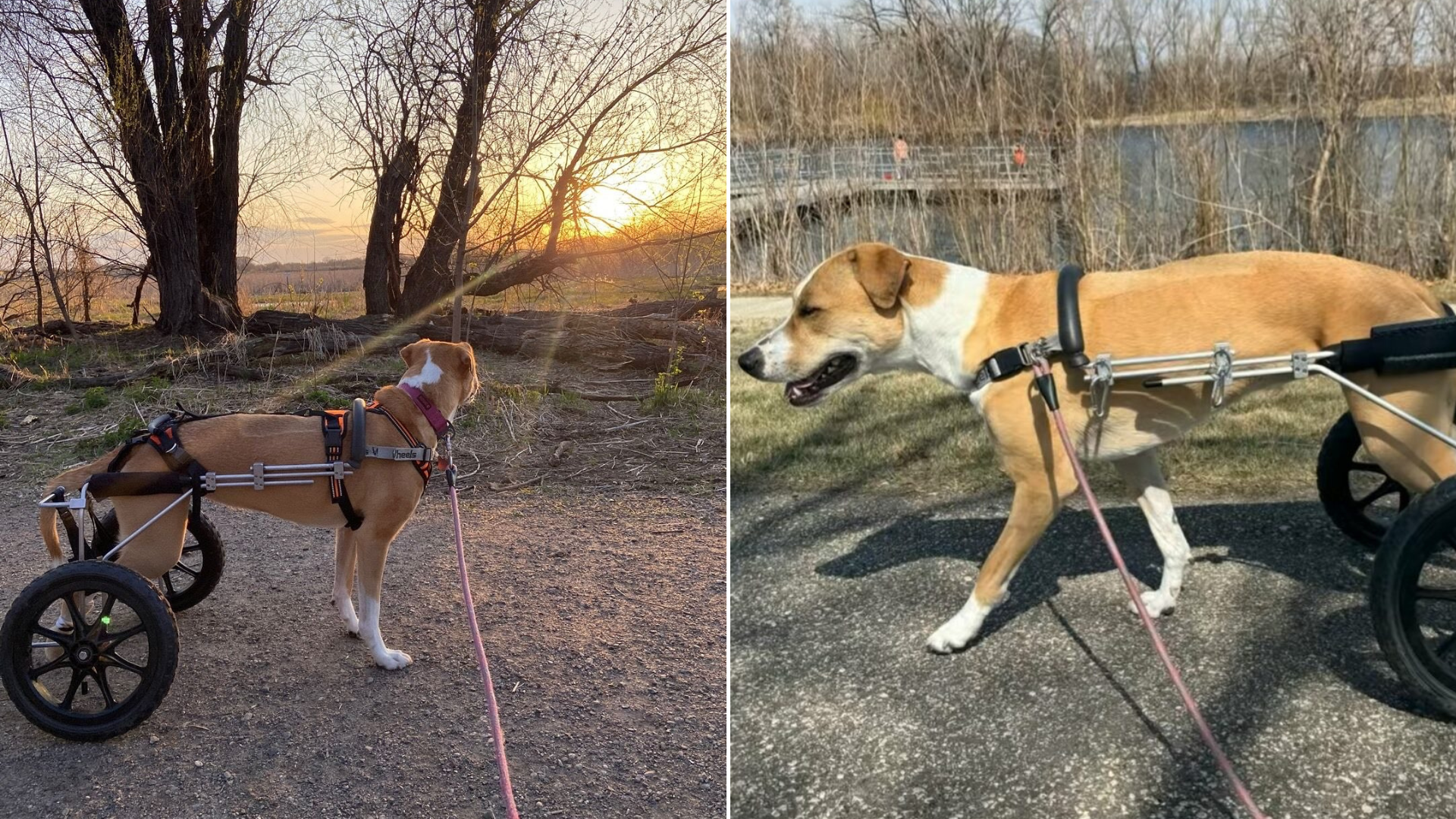 dog in a wheelchair