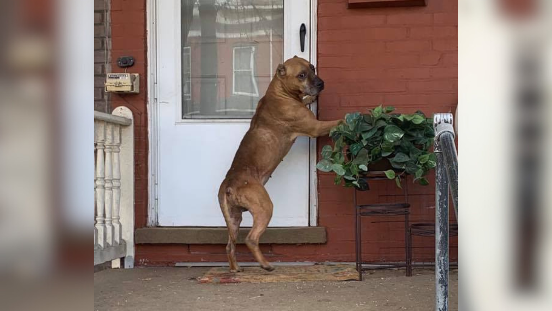 dog outside a door